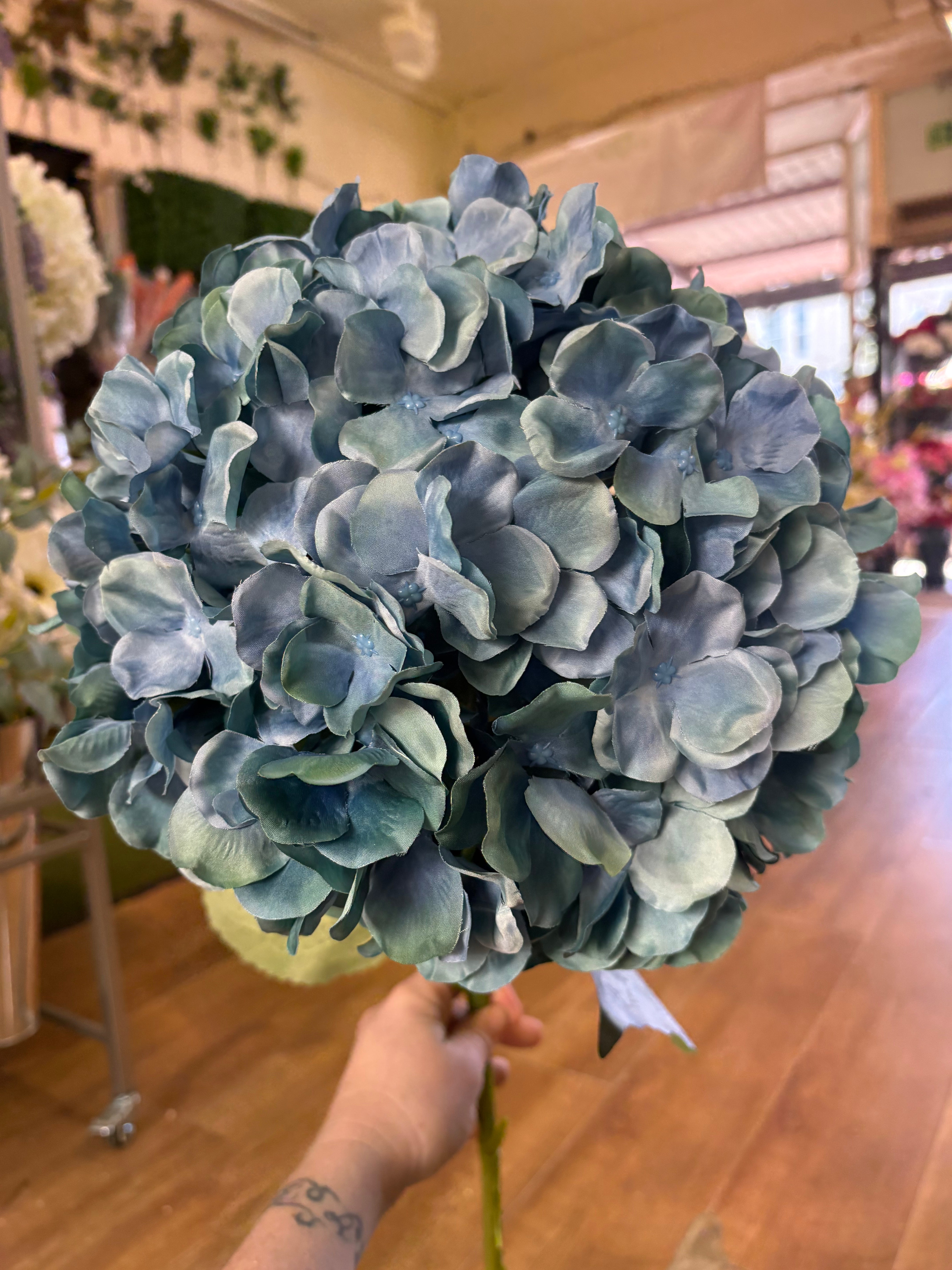 Giant head blue green premium hydrangea