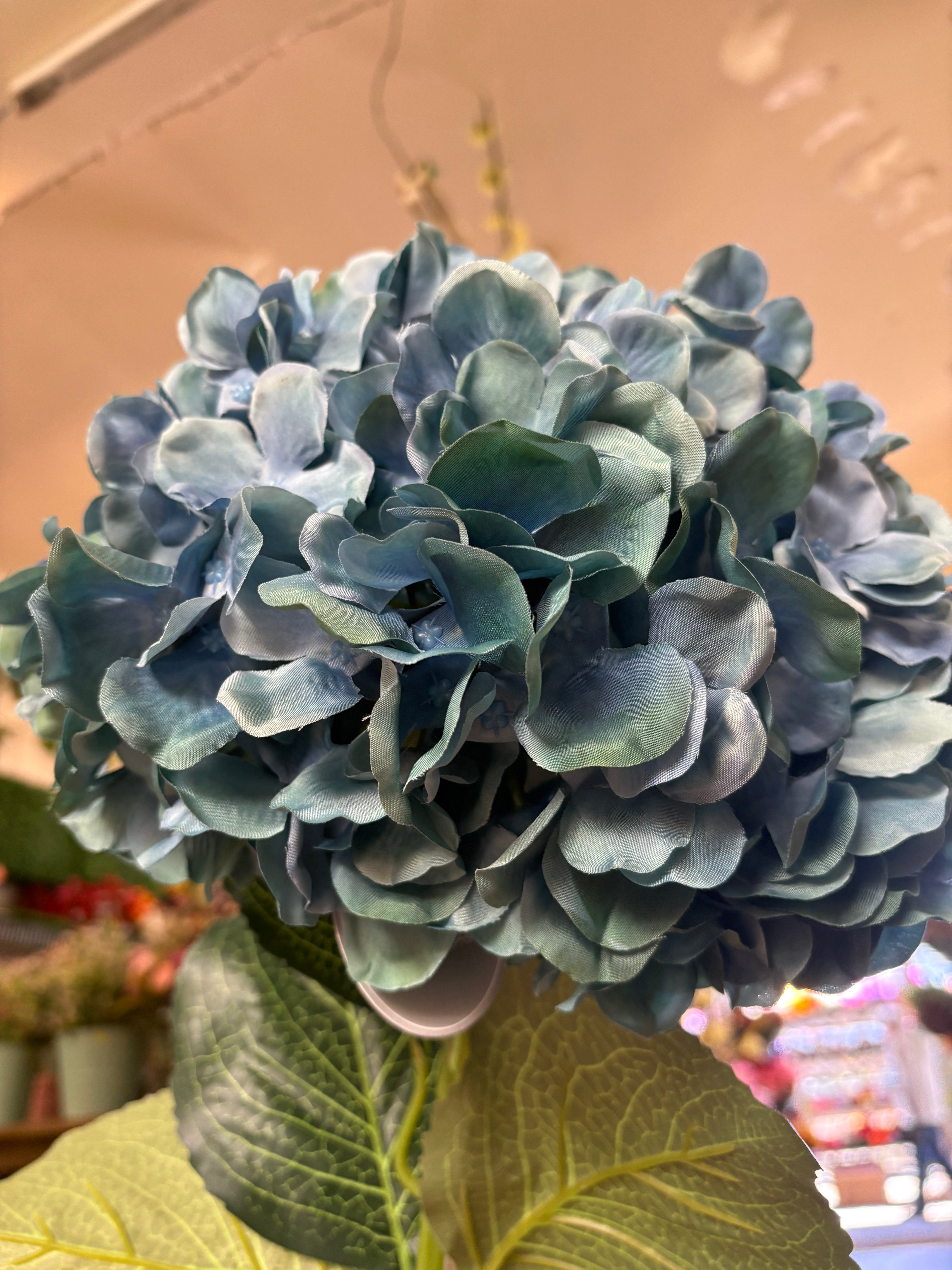 Giant head blue green premium hydrangea