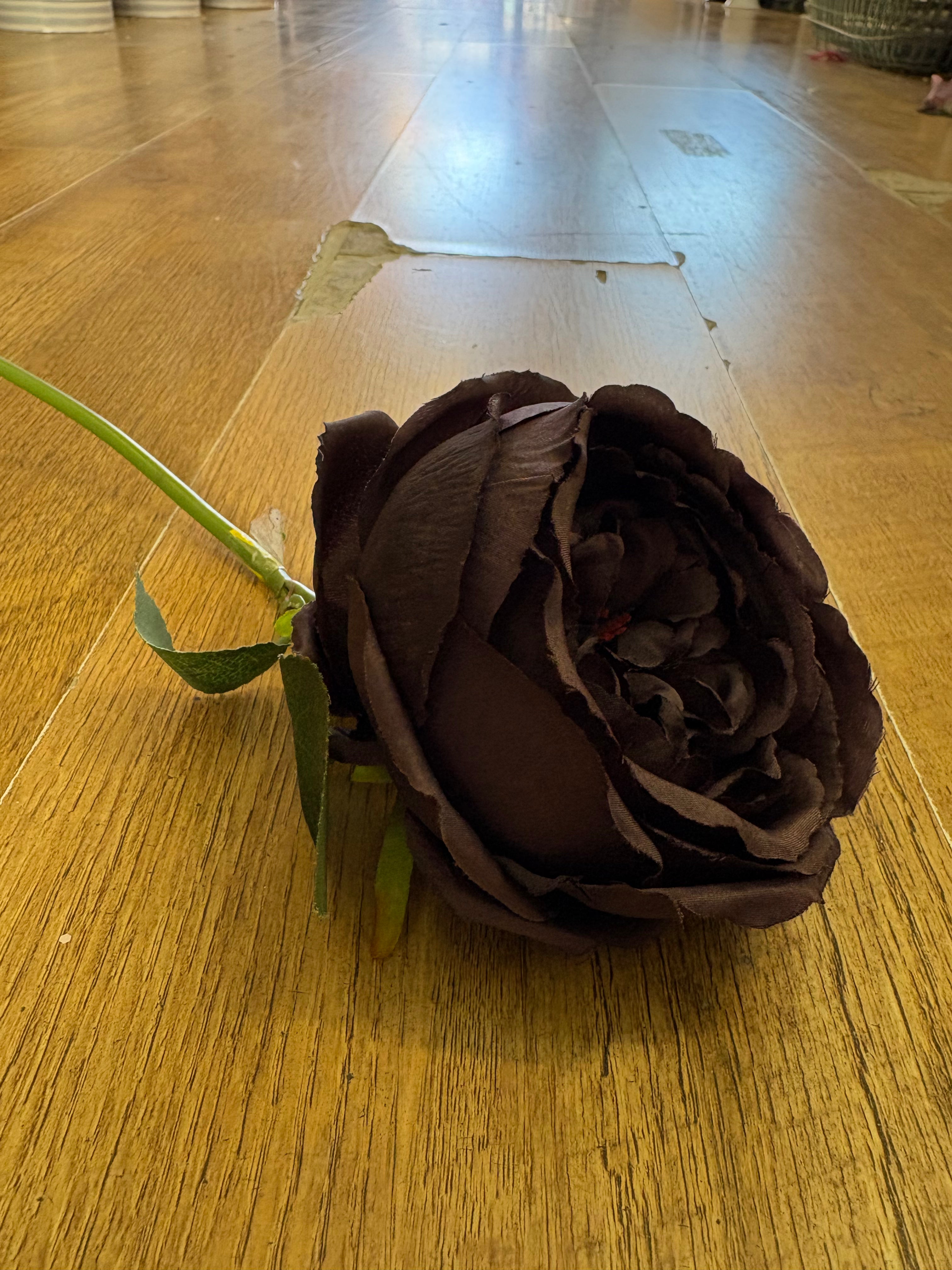 Short stem dark brown single peony