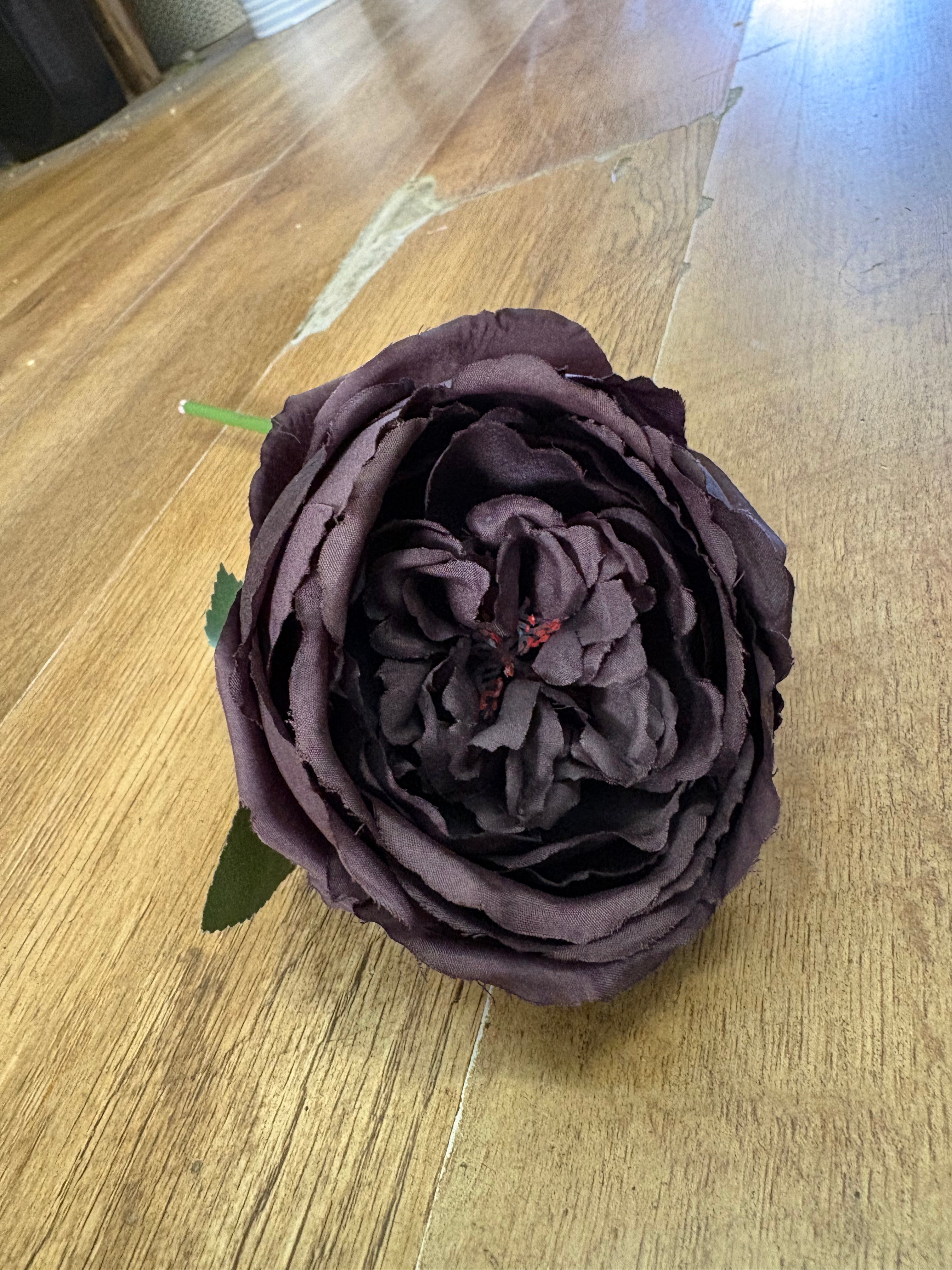 Short stem dark brown single peony