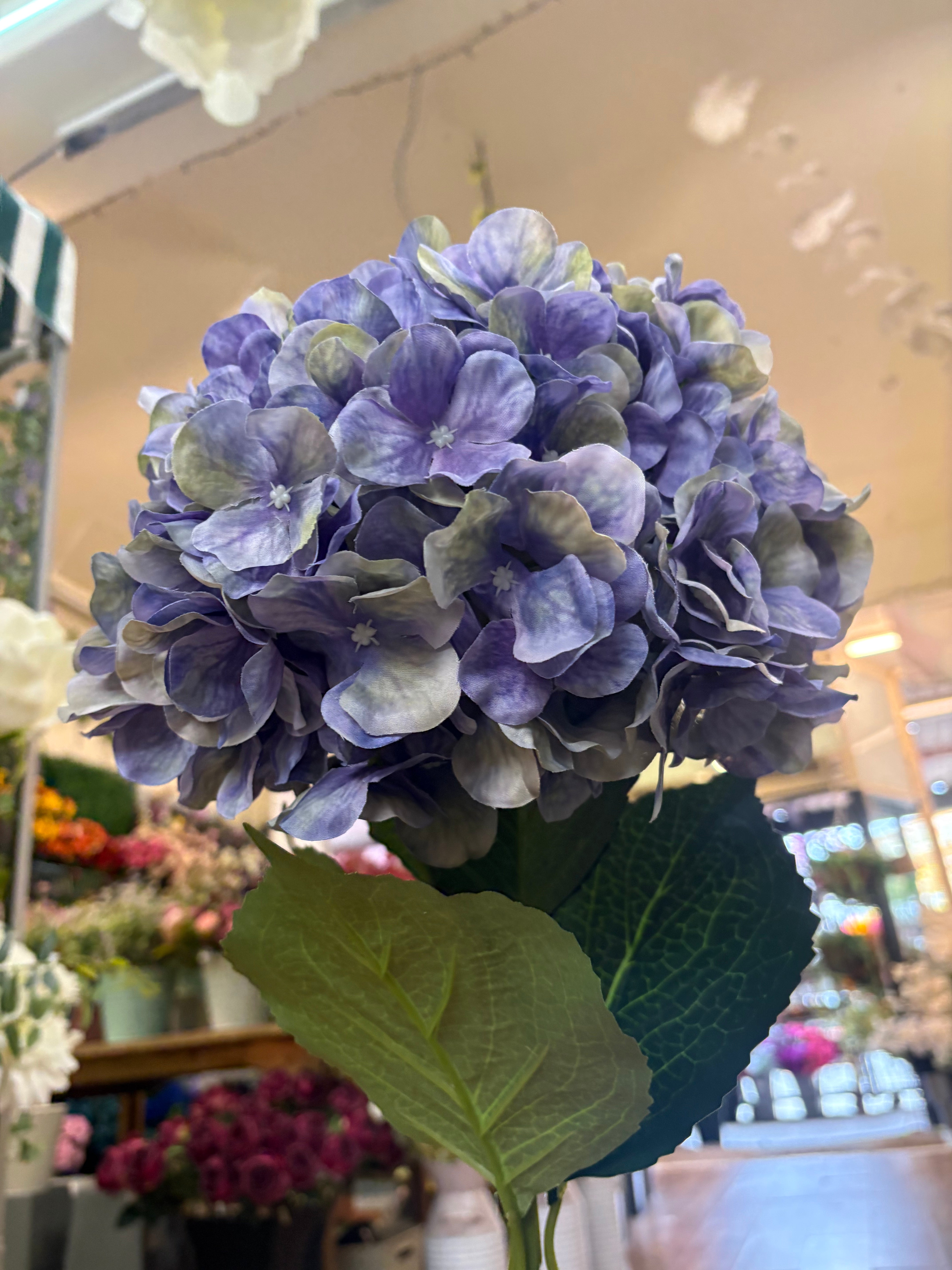Giant head lavender and green tint premium hydrangea