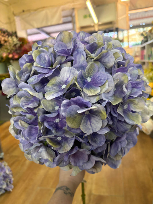 Giant head lavender and green tint premium hydrangea