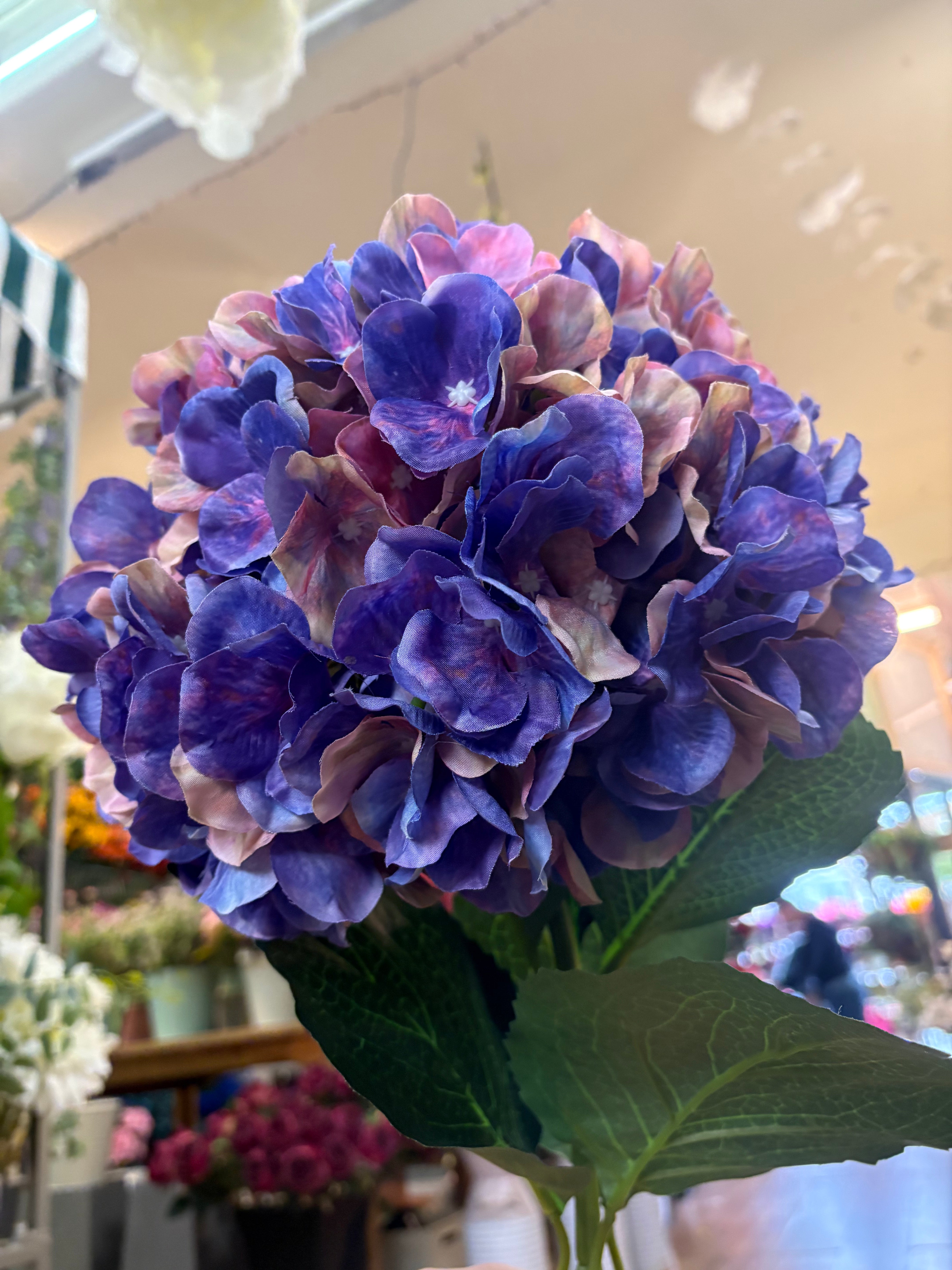 Giant head purple and pink mix premium hydrangea