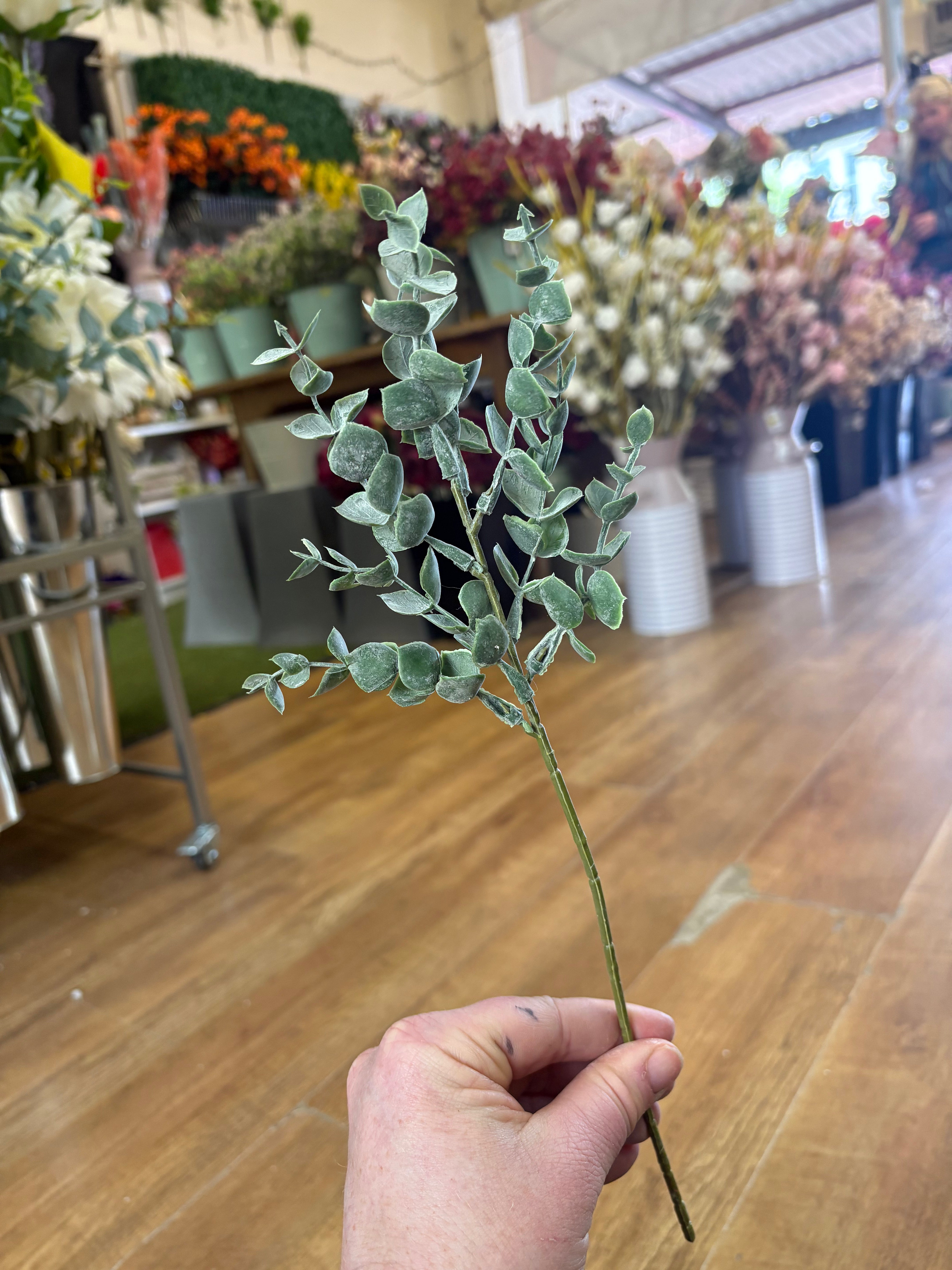 Dusted eucalyptus pick