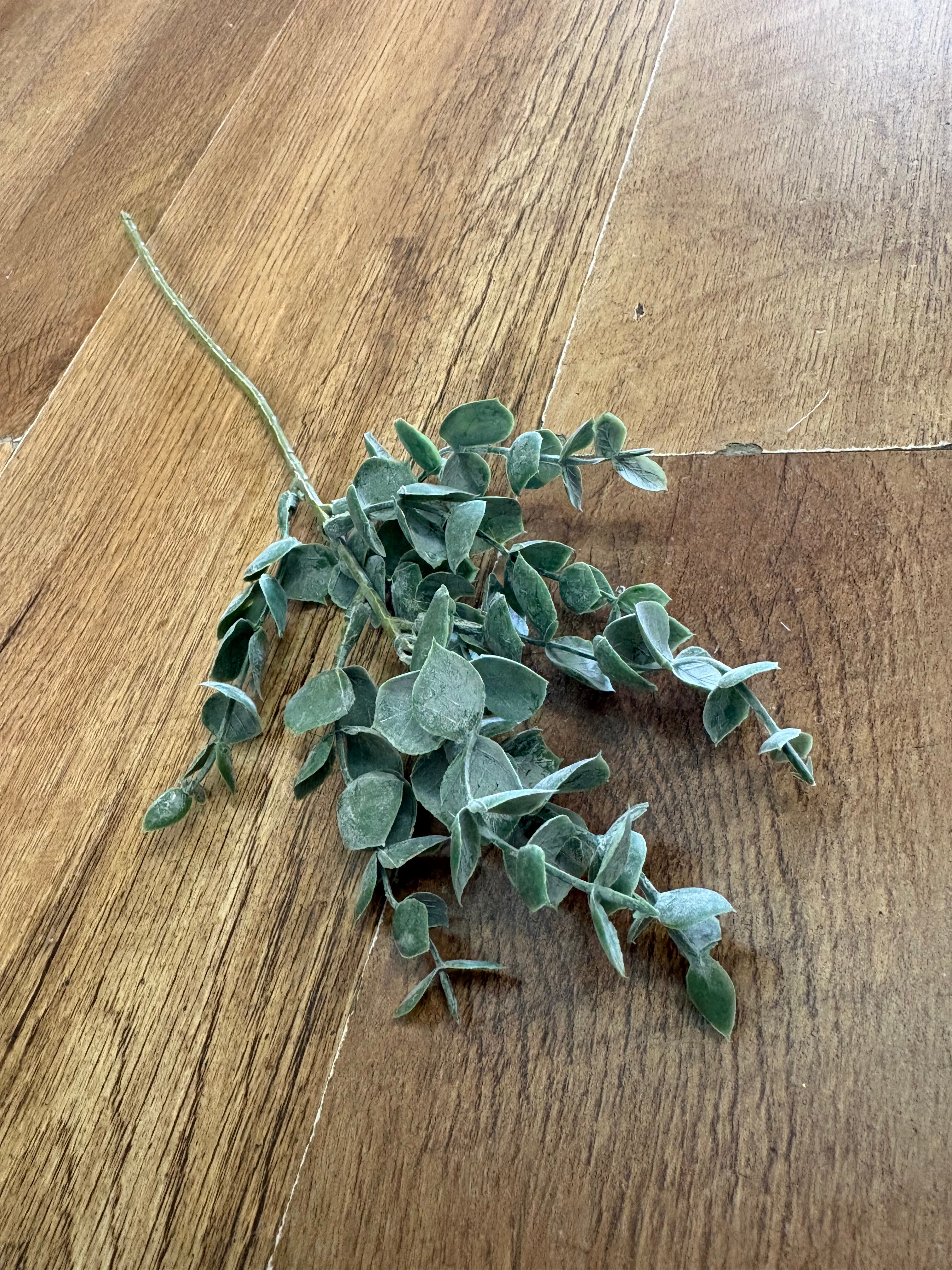 Dusted eucalyptus pick