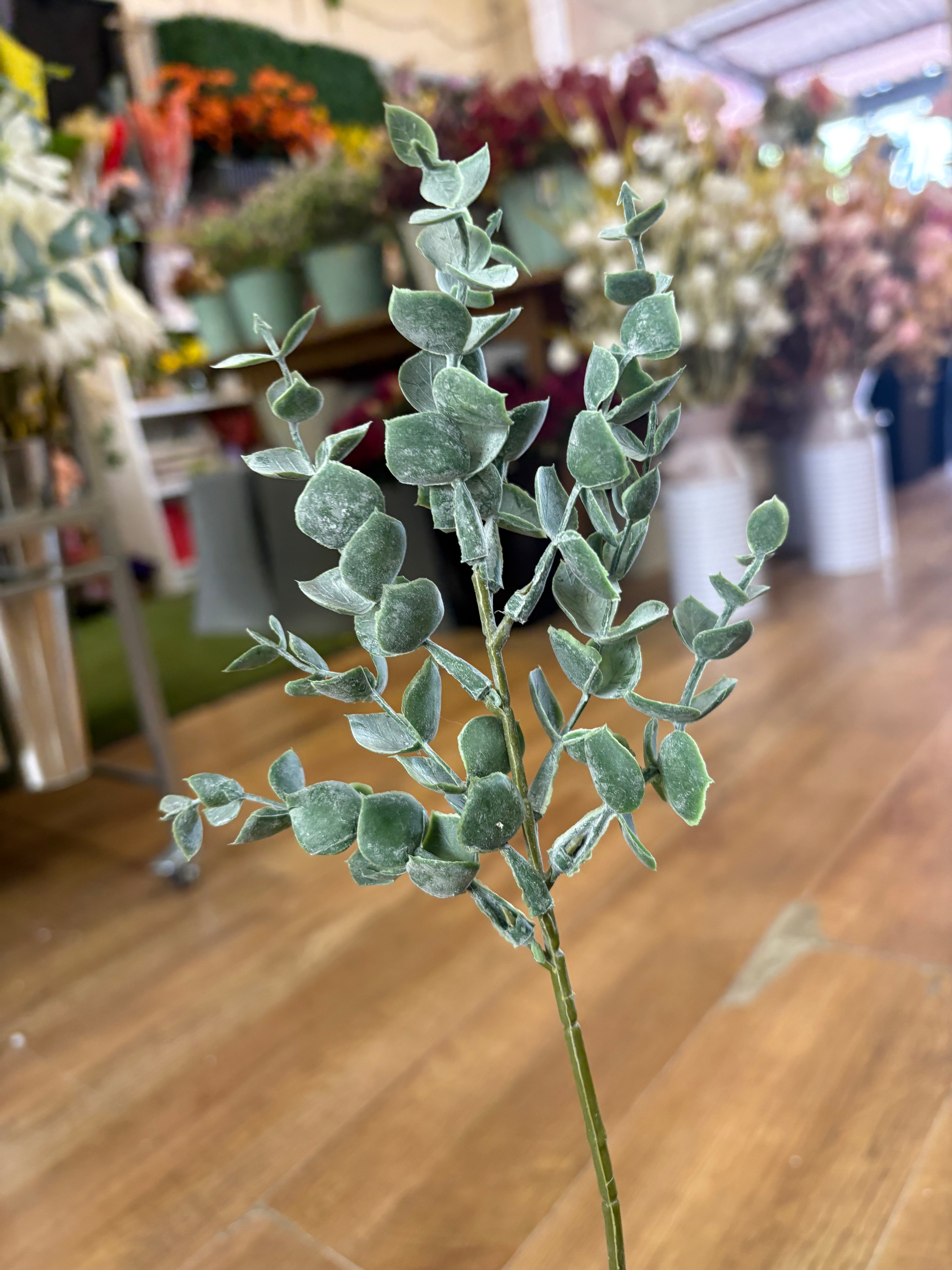 Dusted eucalyptus pick