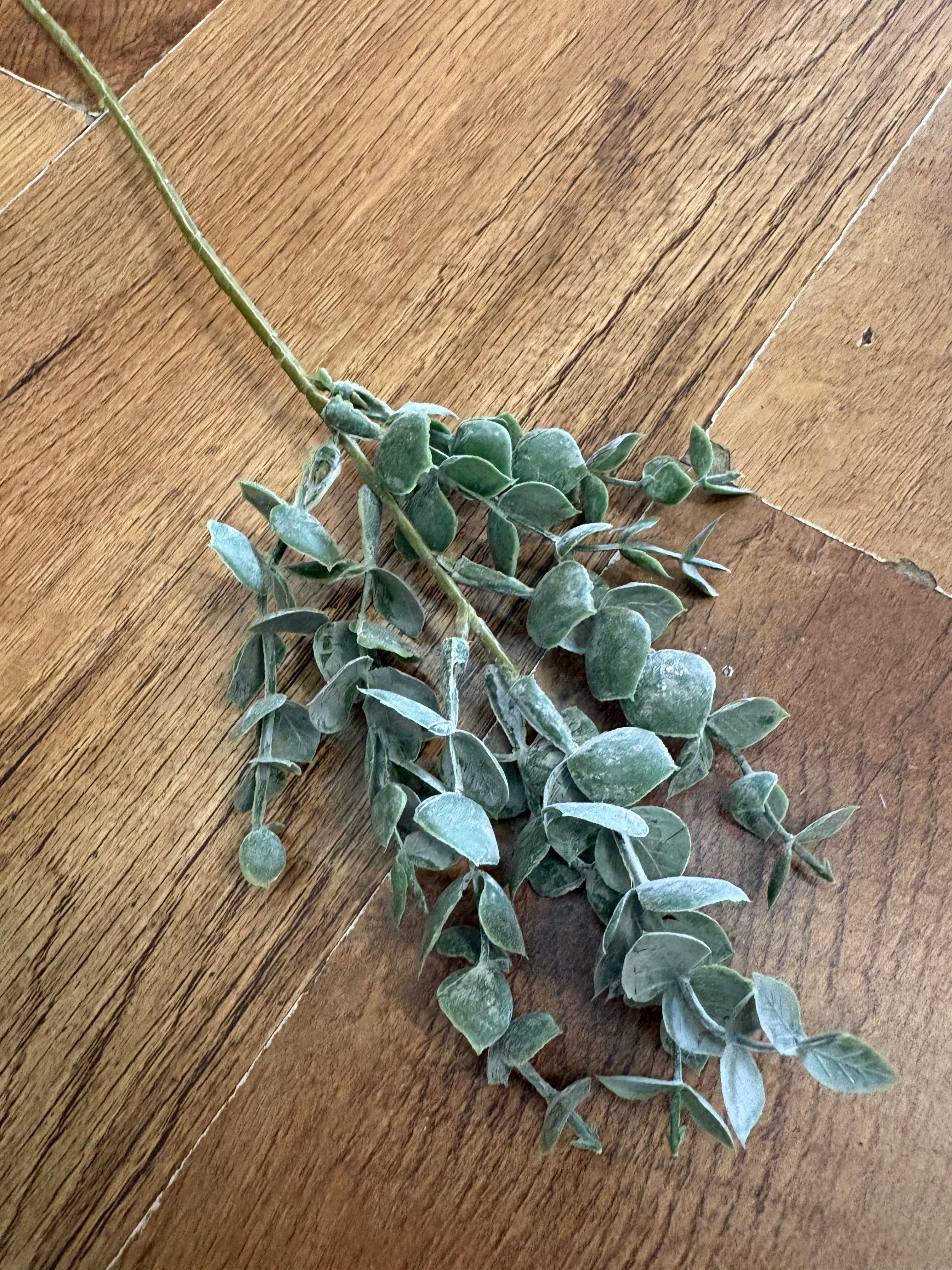 Dusted eucalyptus pick