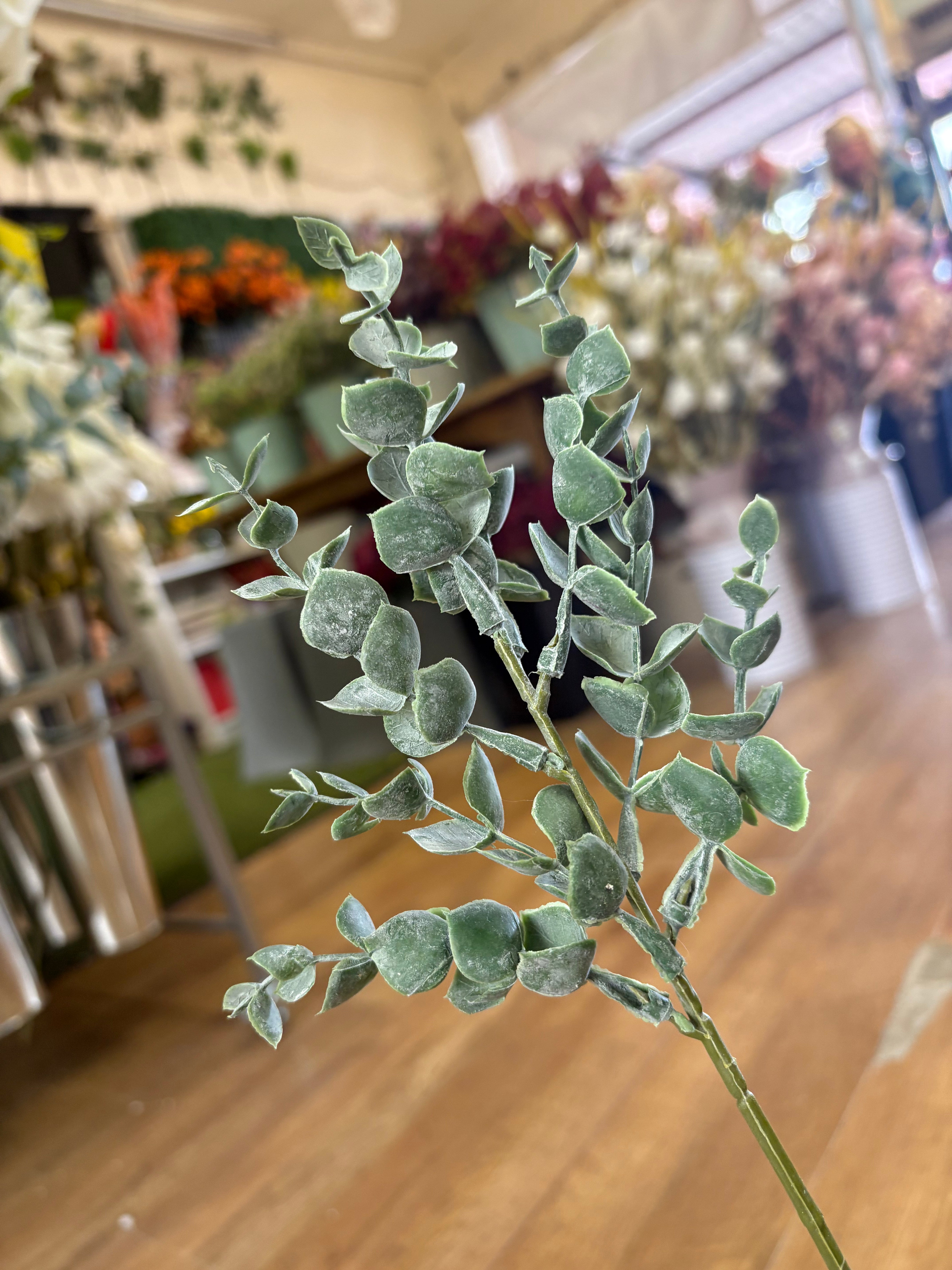 Dusted eucalyptus pick