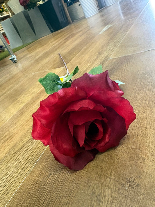 Long stem red open rose