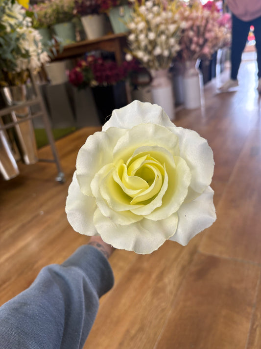 Long stem cream open rose