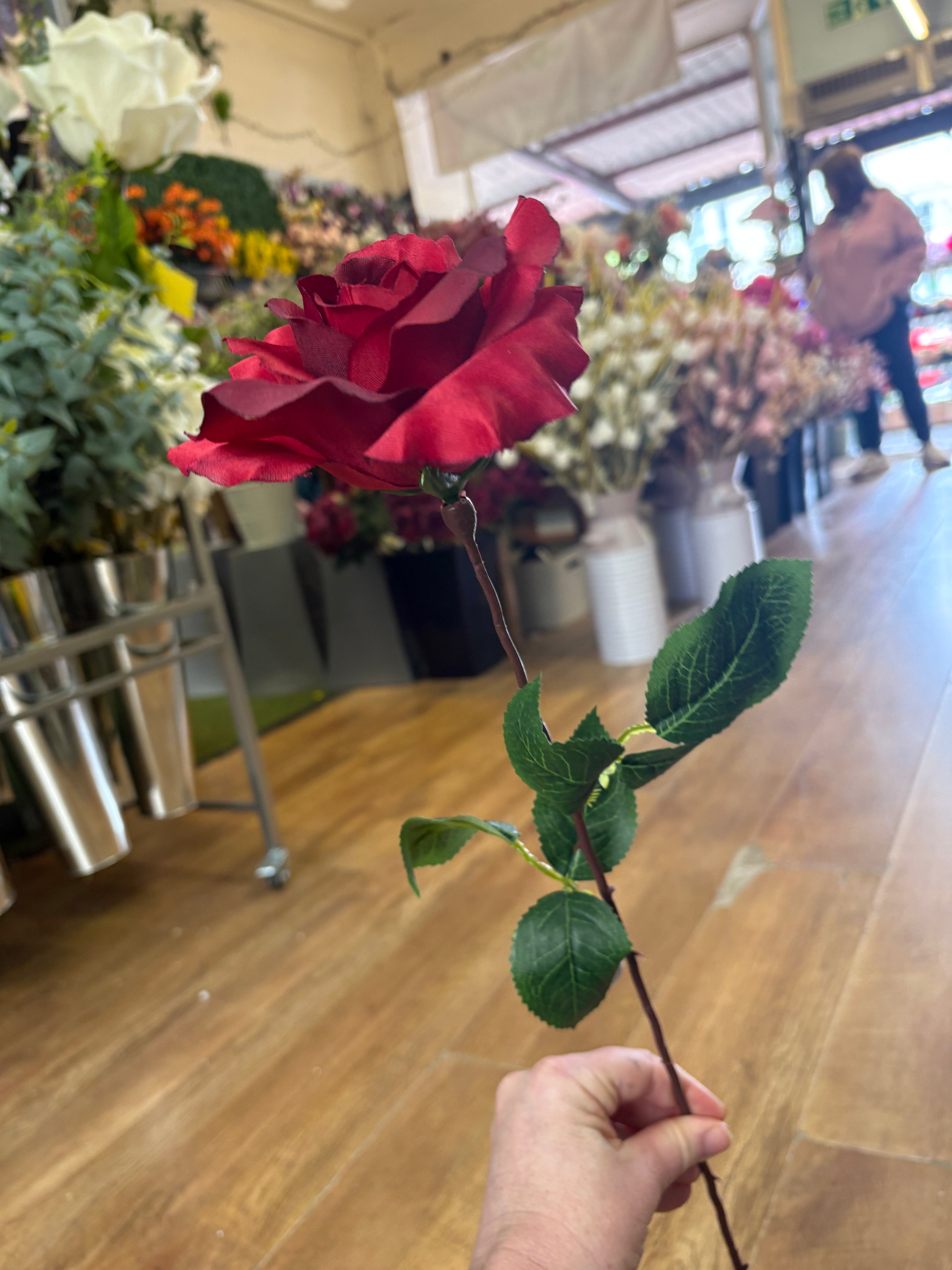 Long stem red open rose