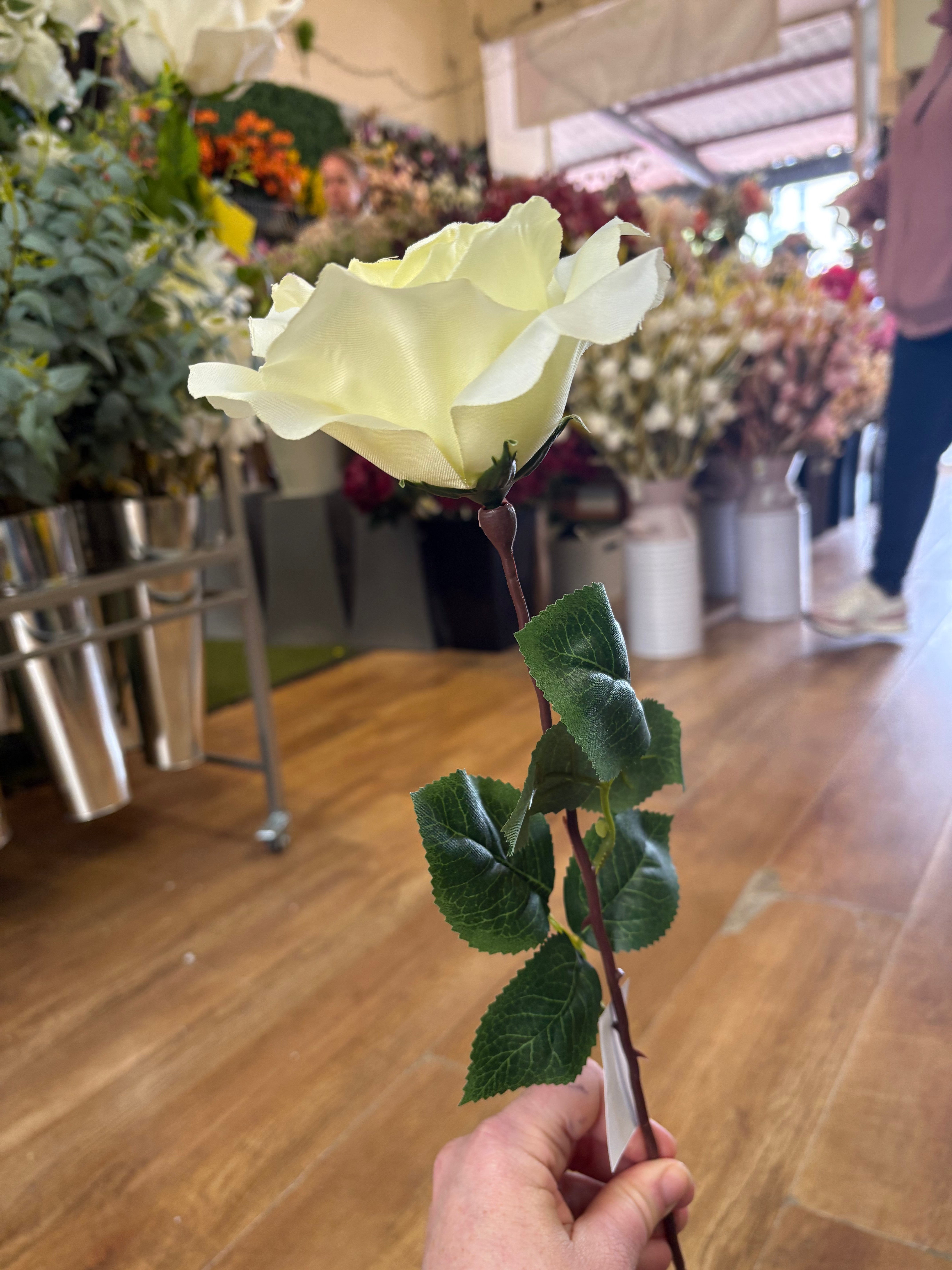 Long stem cream open rose