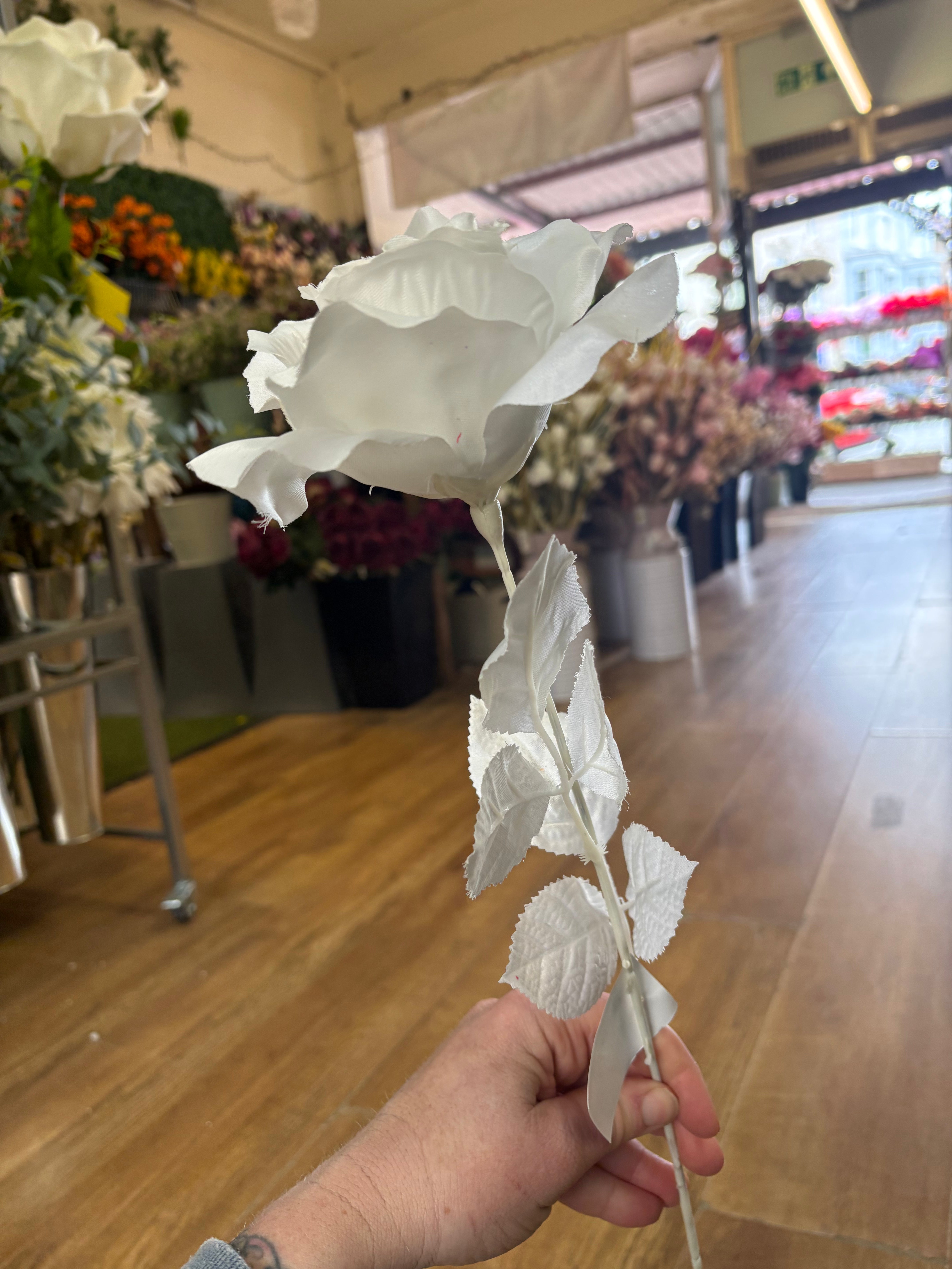 Long stem white open rose