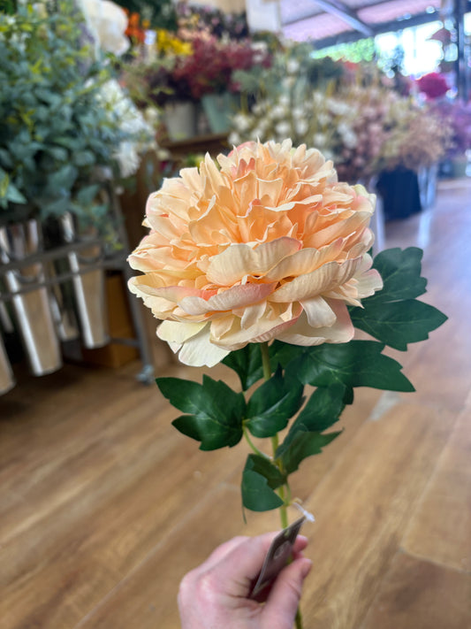 Long stem peach peony