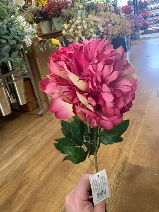 Long stem fuchsia peony