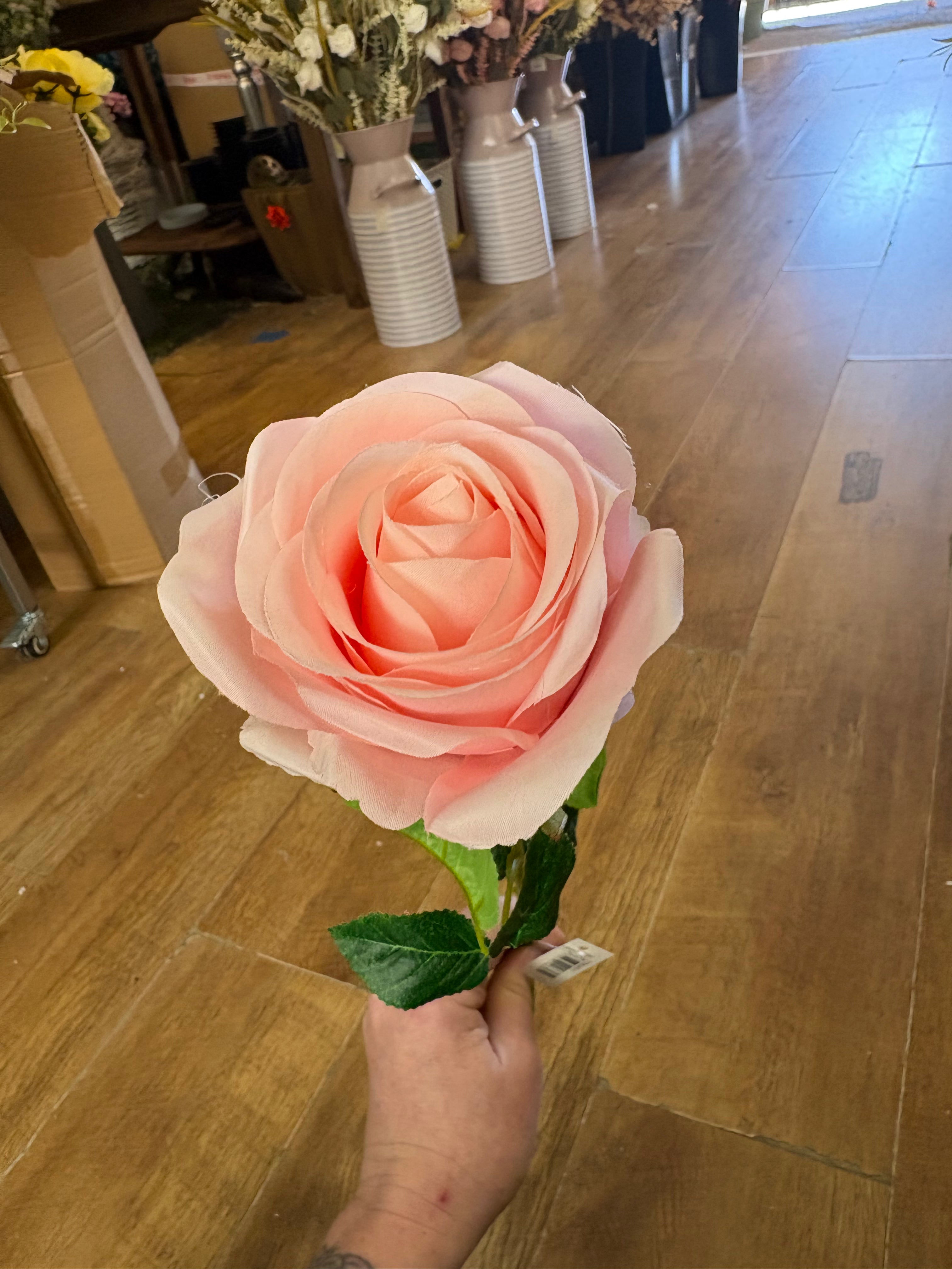 Pale pink single harper rose