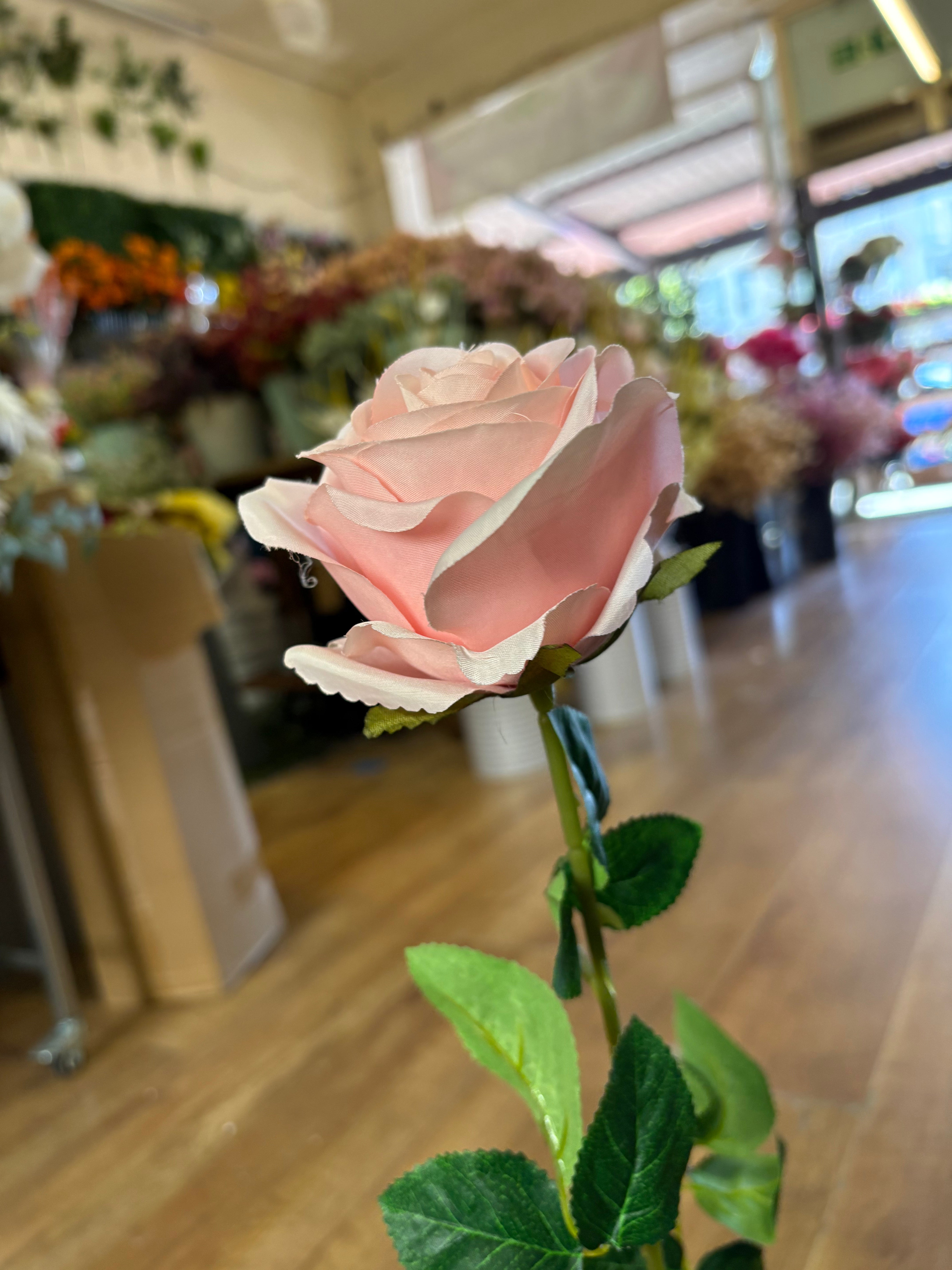 Pale pink single harper rose