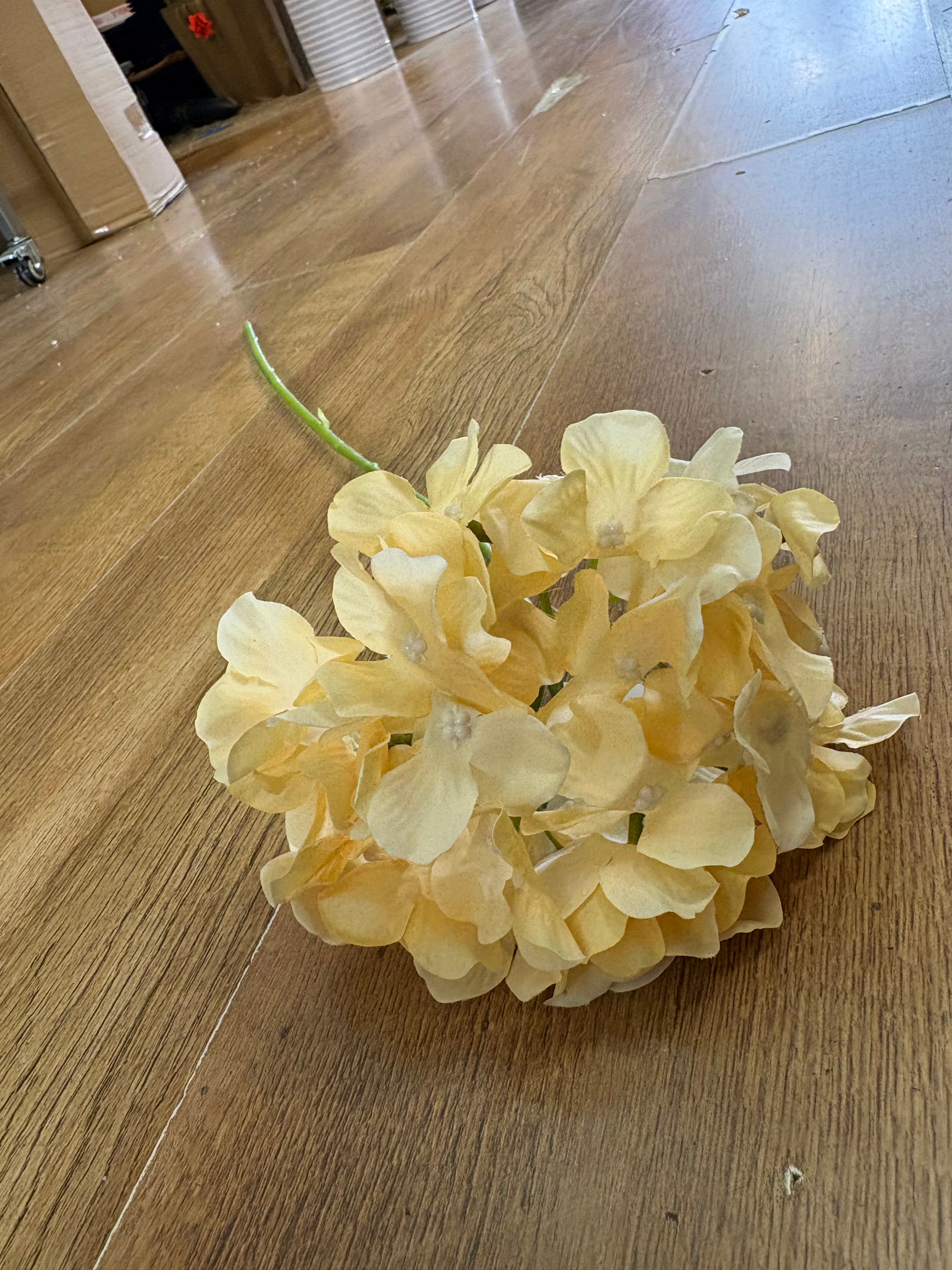 Long stem pale yellow single hydrangea