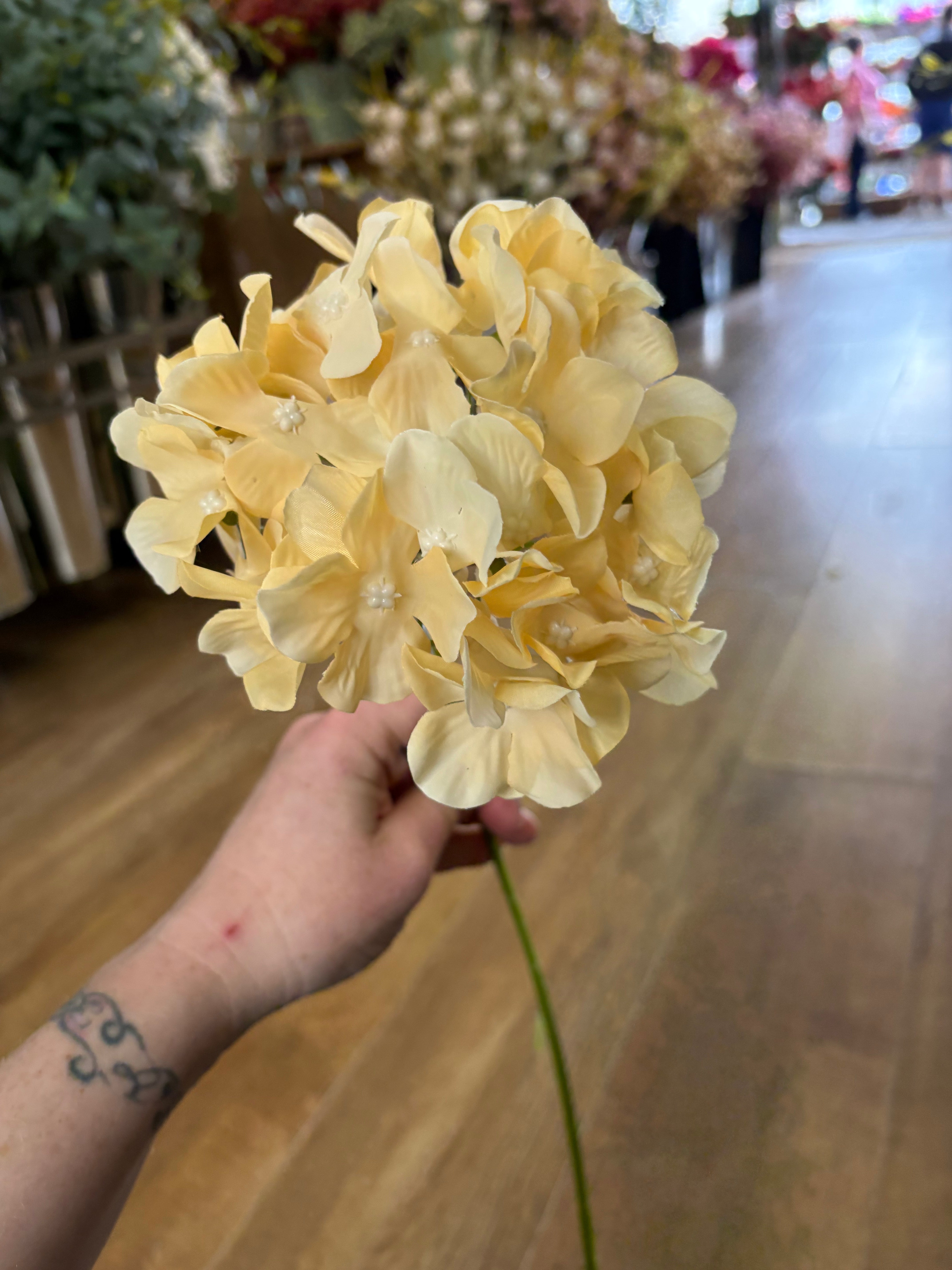 Long stem pale yellow single hydrangea