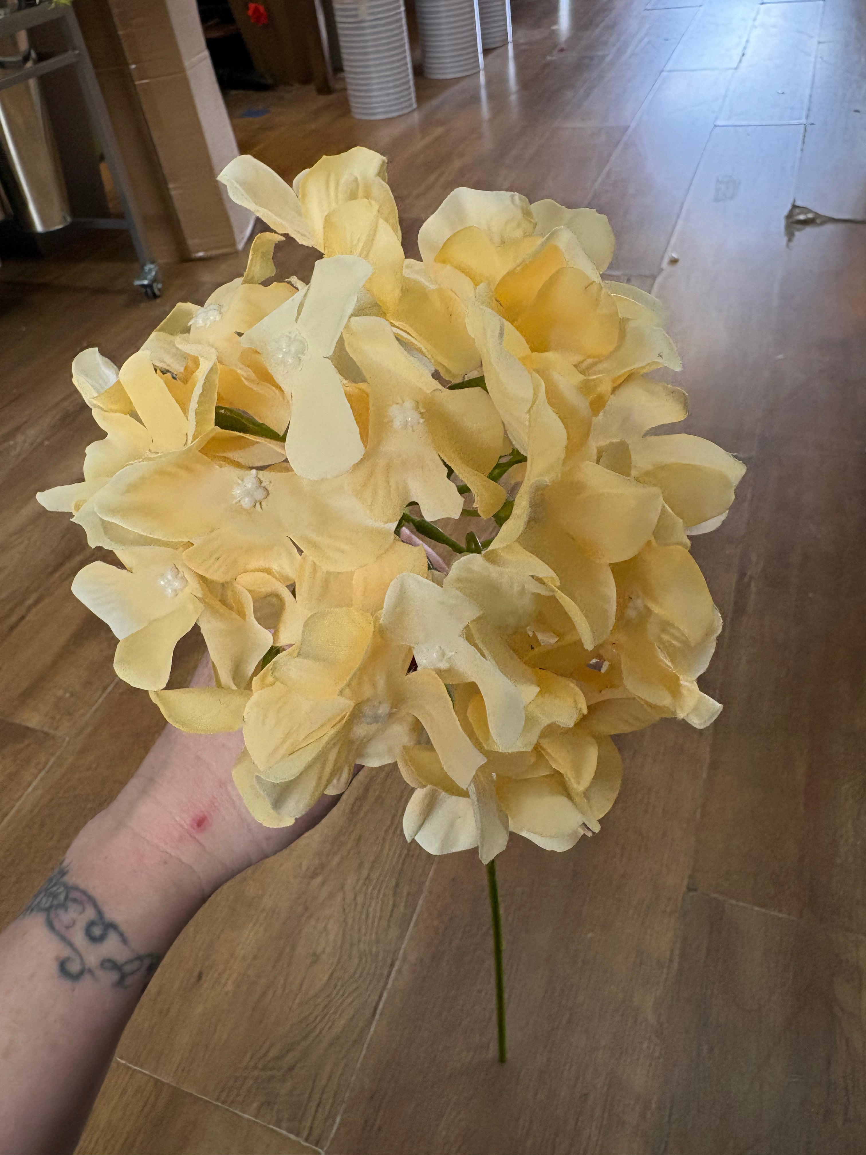 Long stem pale yellow single hydrangea