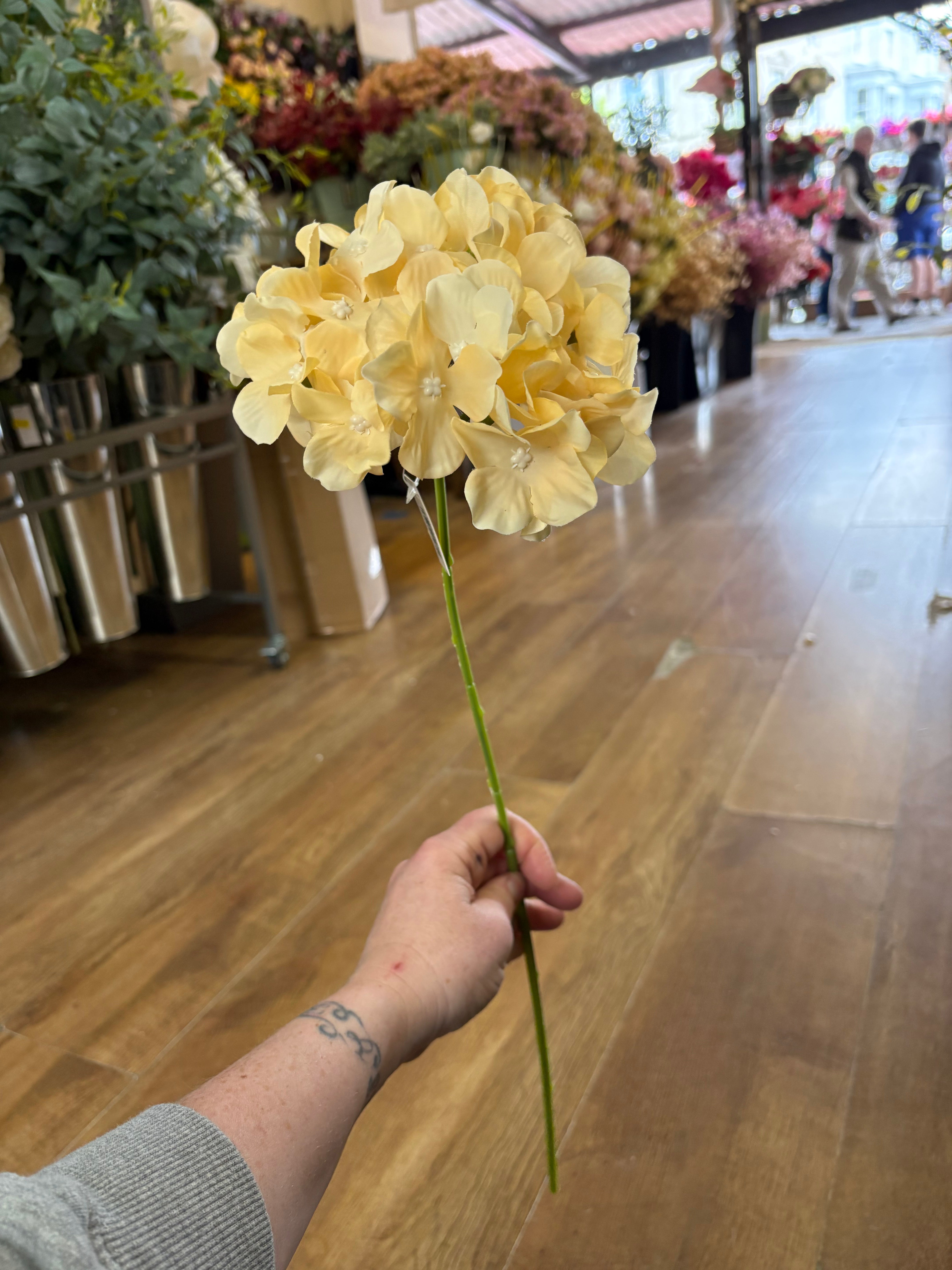 Long stem pale yellow single hydrangea