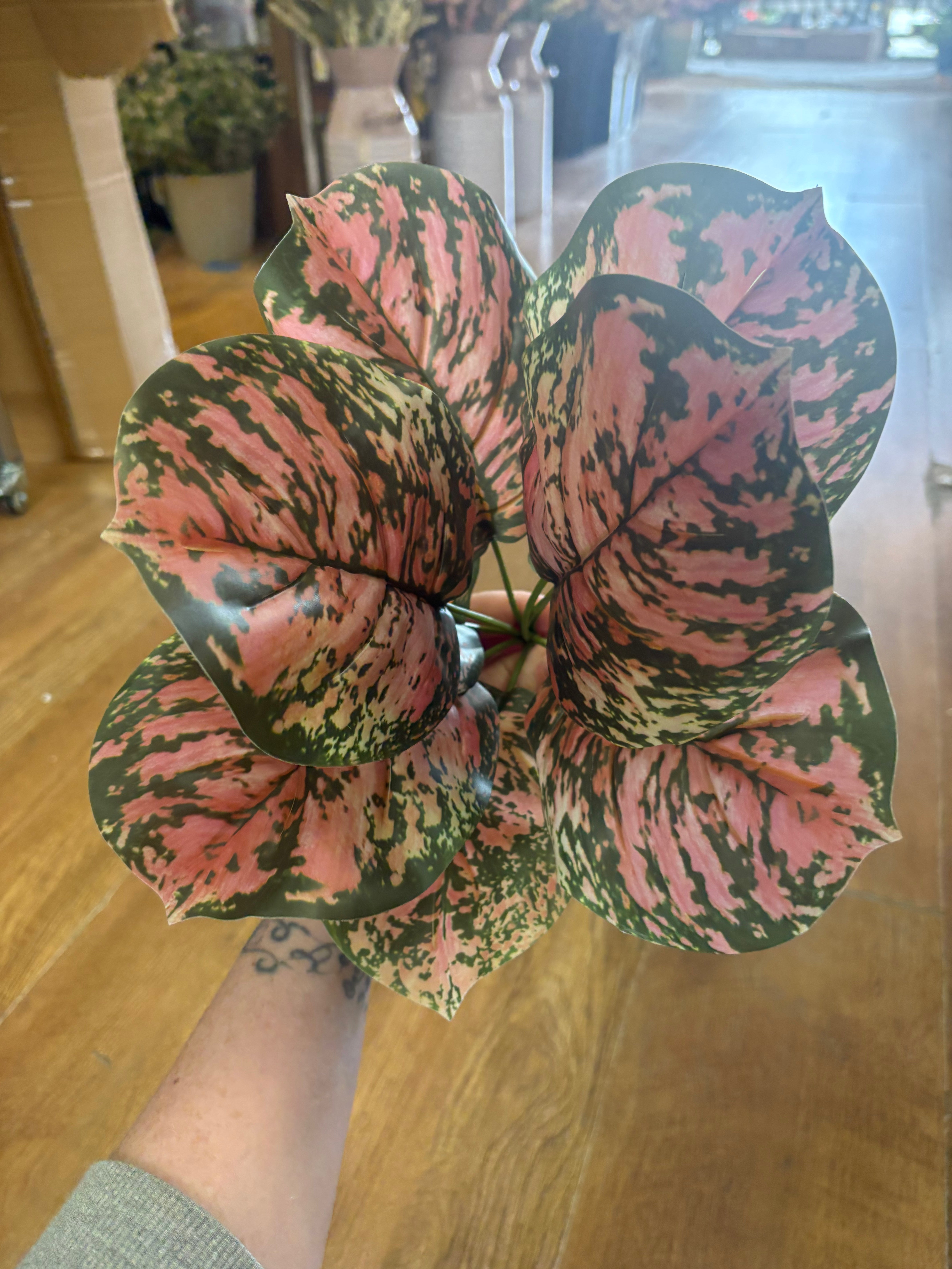 Brunnera leaf bunch - pink/green