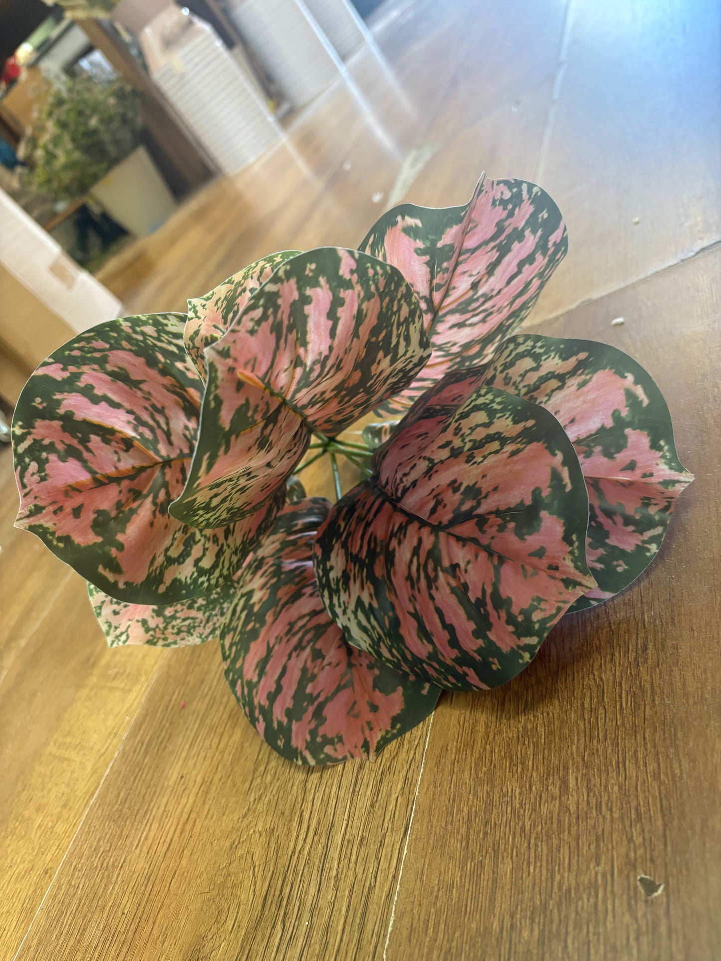 Brunnera leaf bunch - pink/green