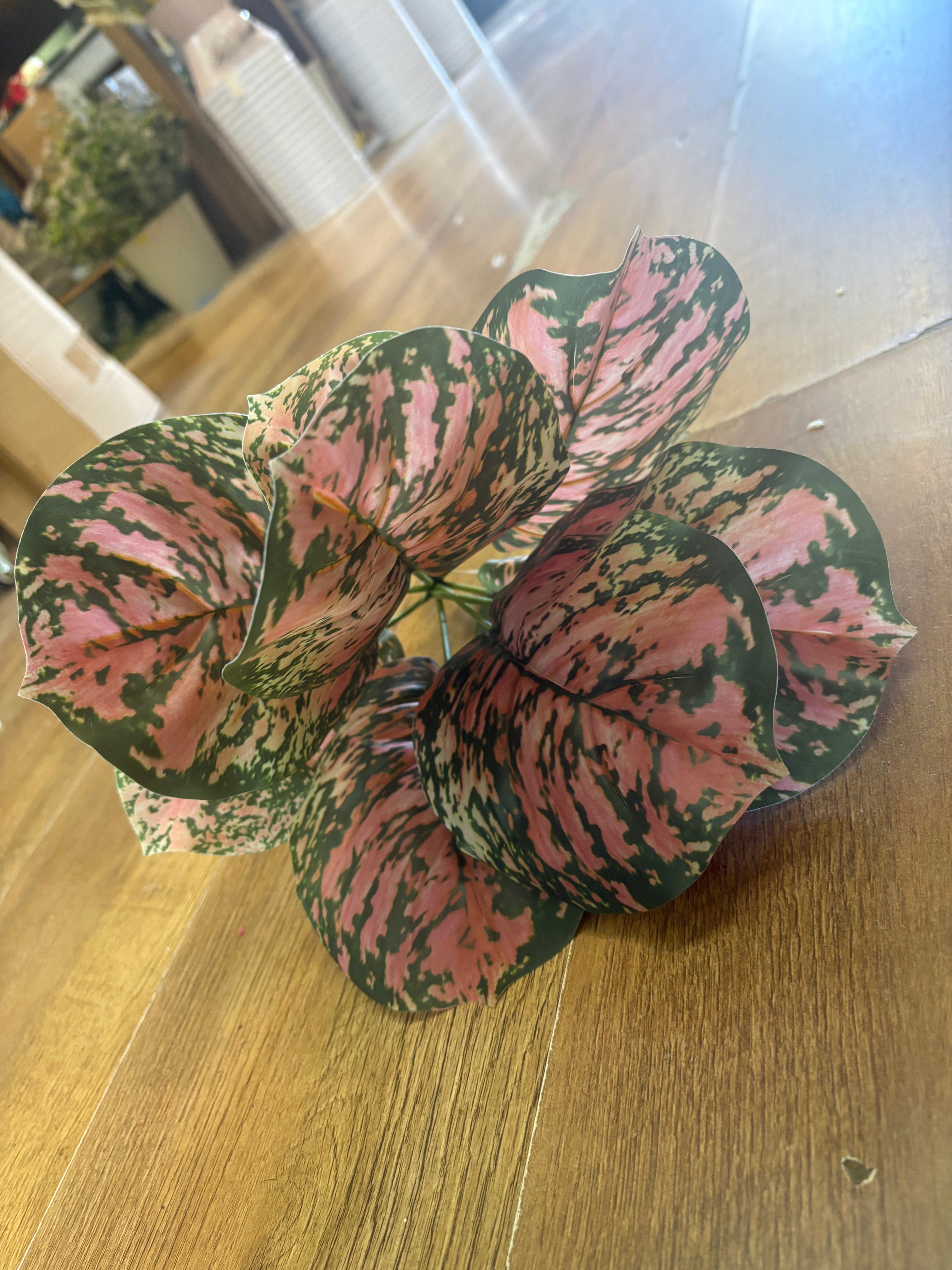Brunnera leaf bunch - pink/green