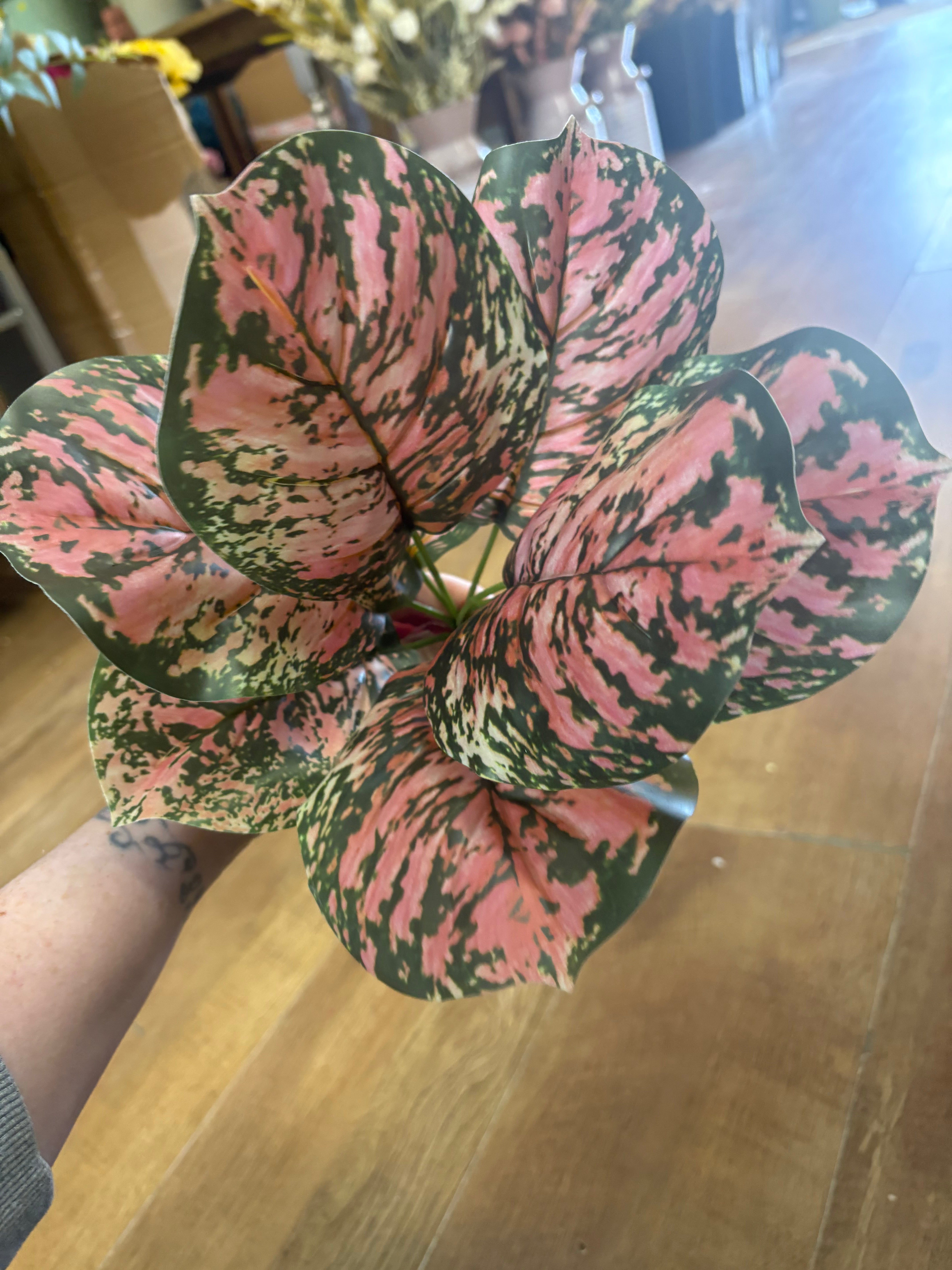 Brunnera leaf bunch - pink/green