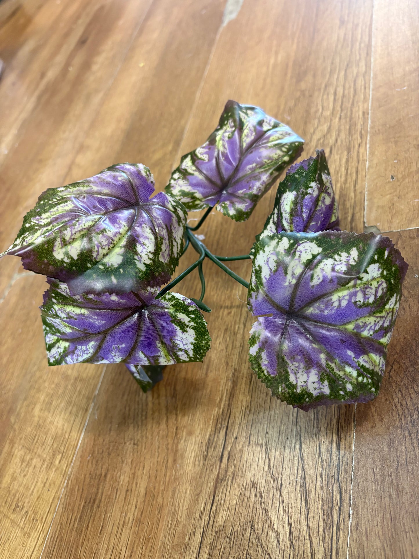 Purple and green begonia leaf