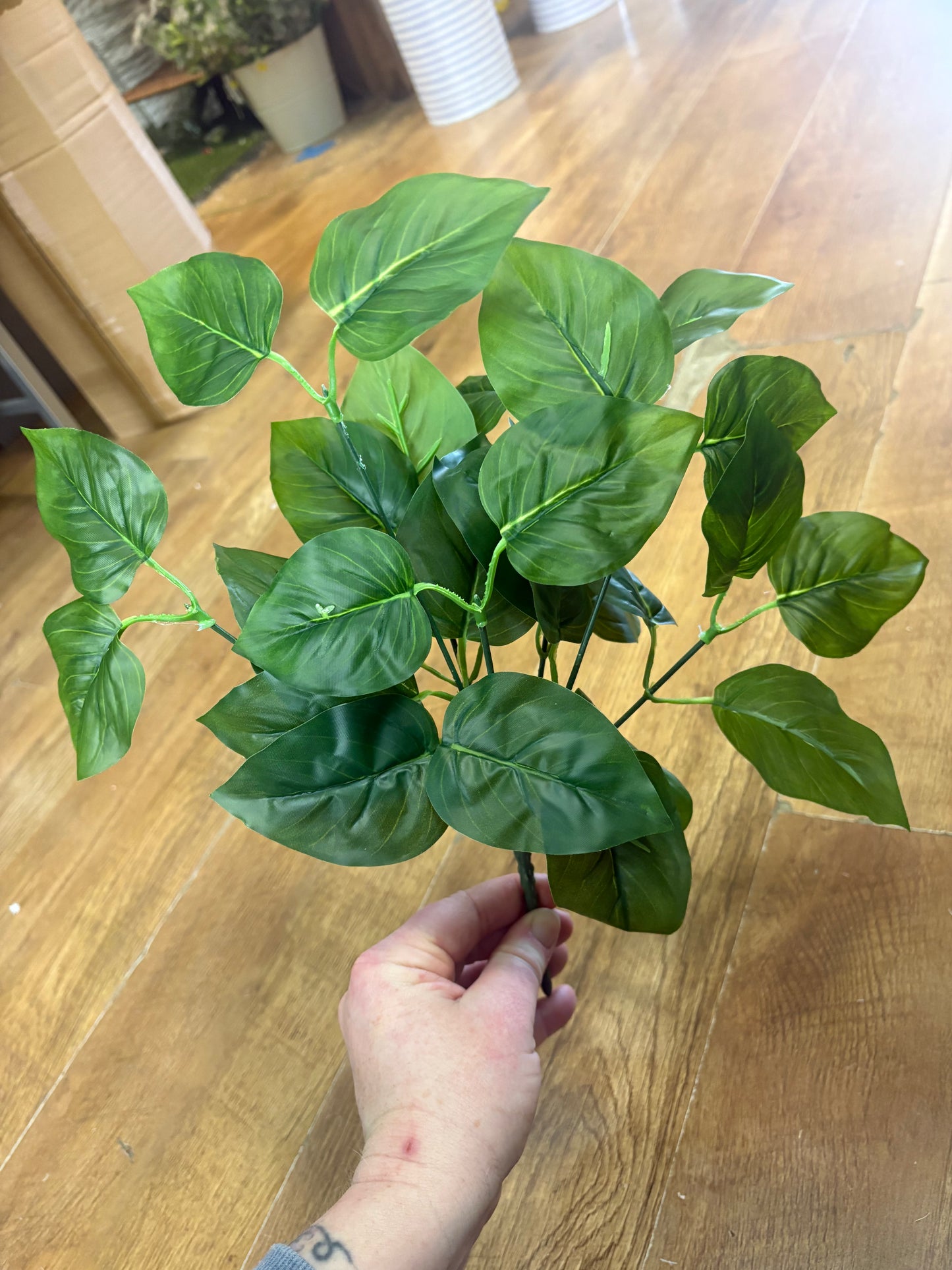 Natural green jade pothos bunch