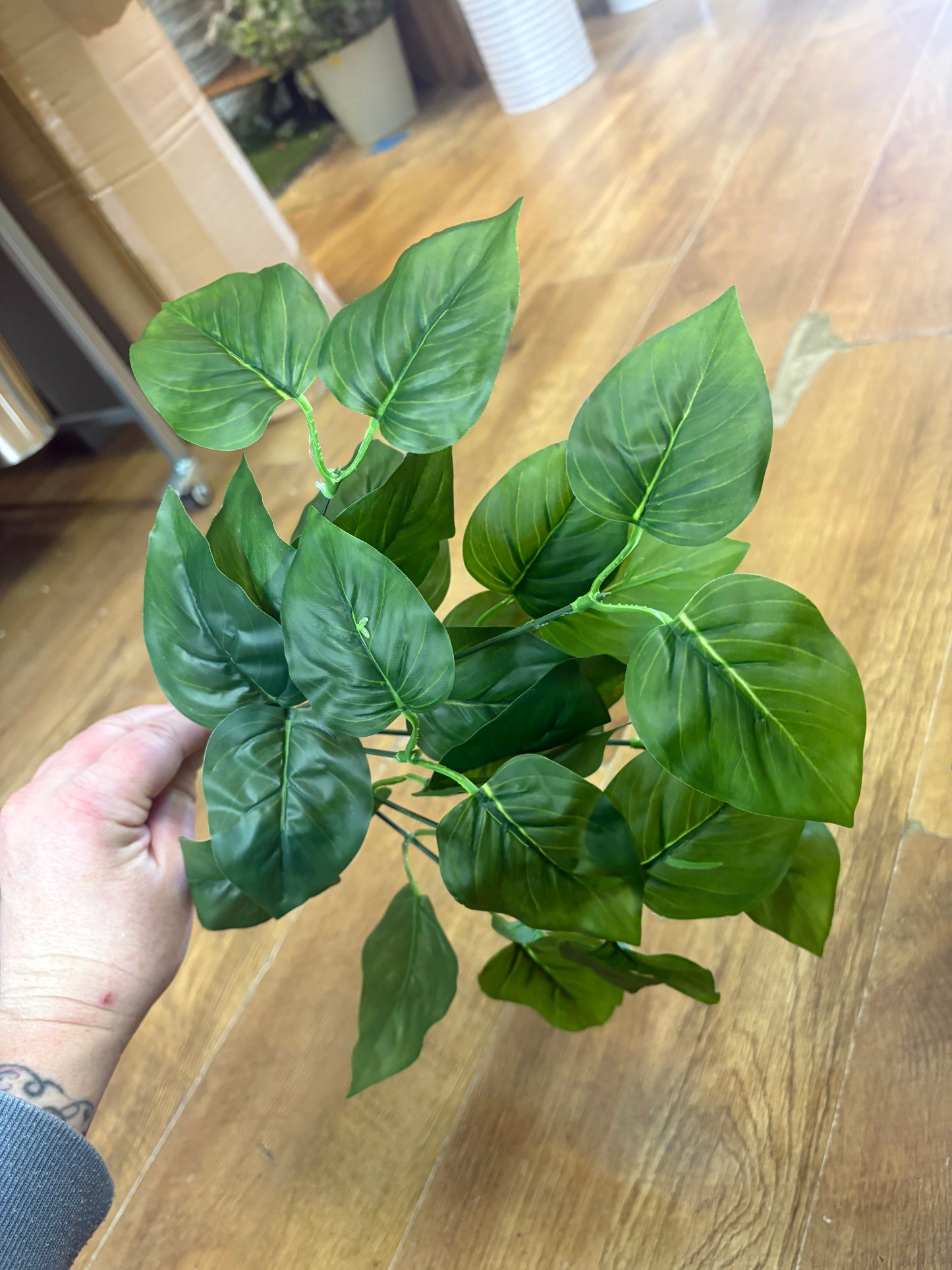 Natural green jade pothos bunch