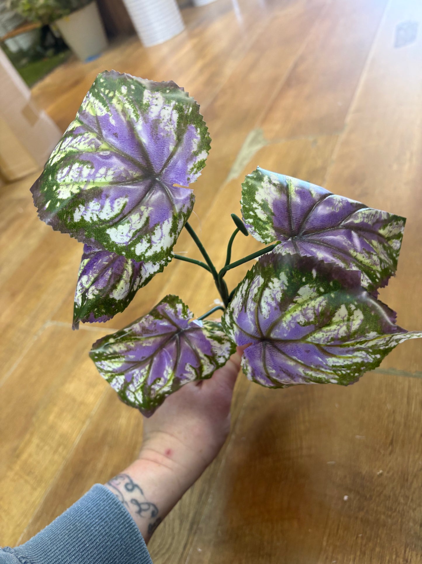 Purple and green begonia leaf