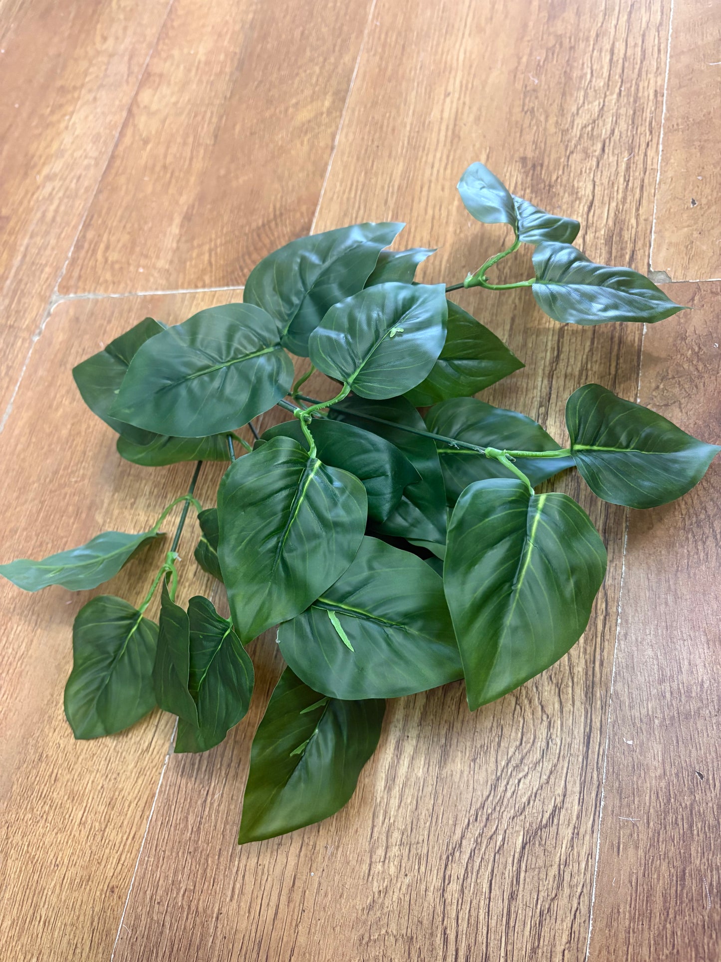 Natural green jade pothos bunch