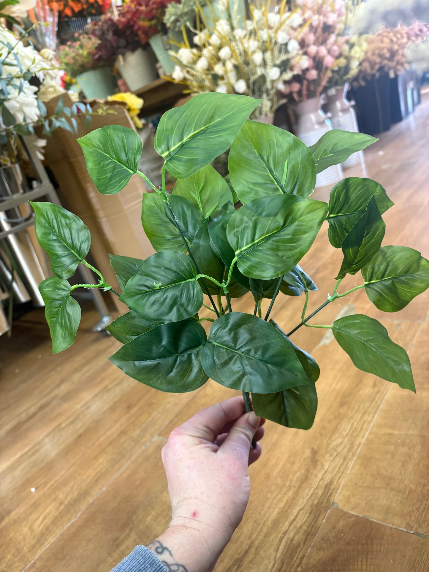 Natural green jade pothos bunch