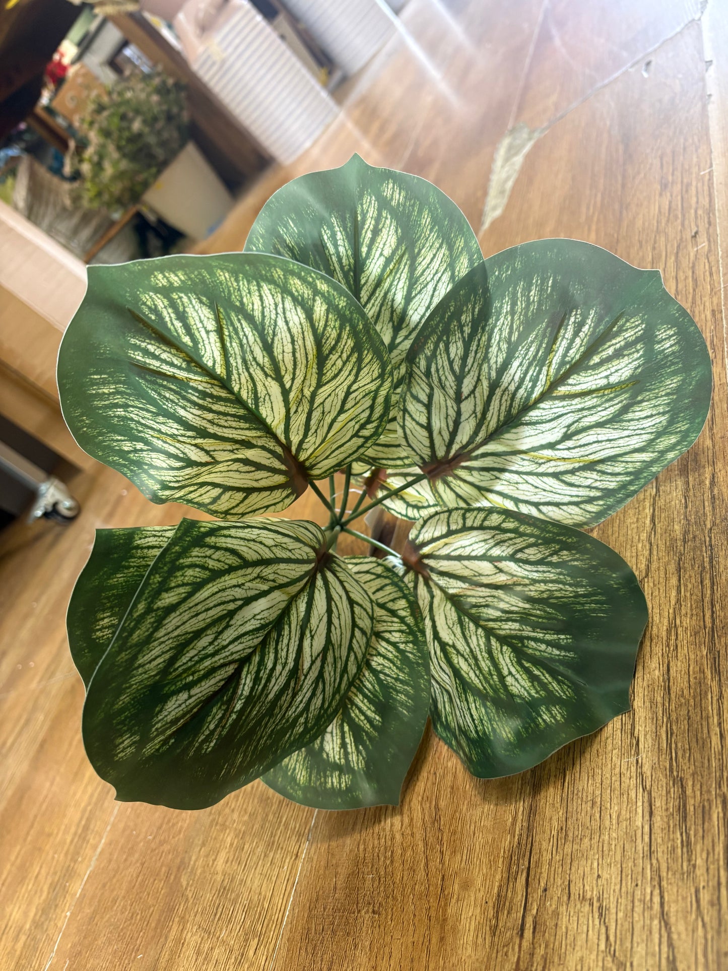 Variegated brunnera leaf bunch