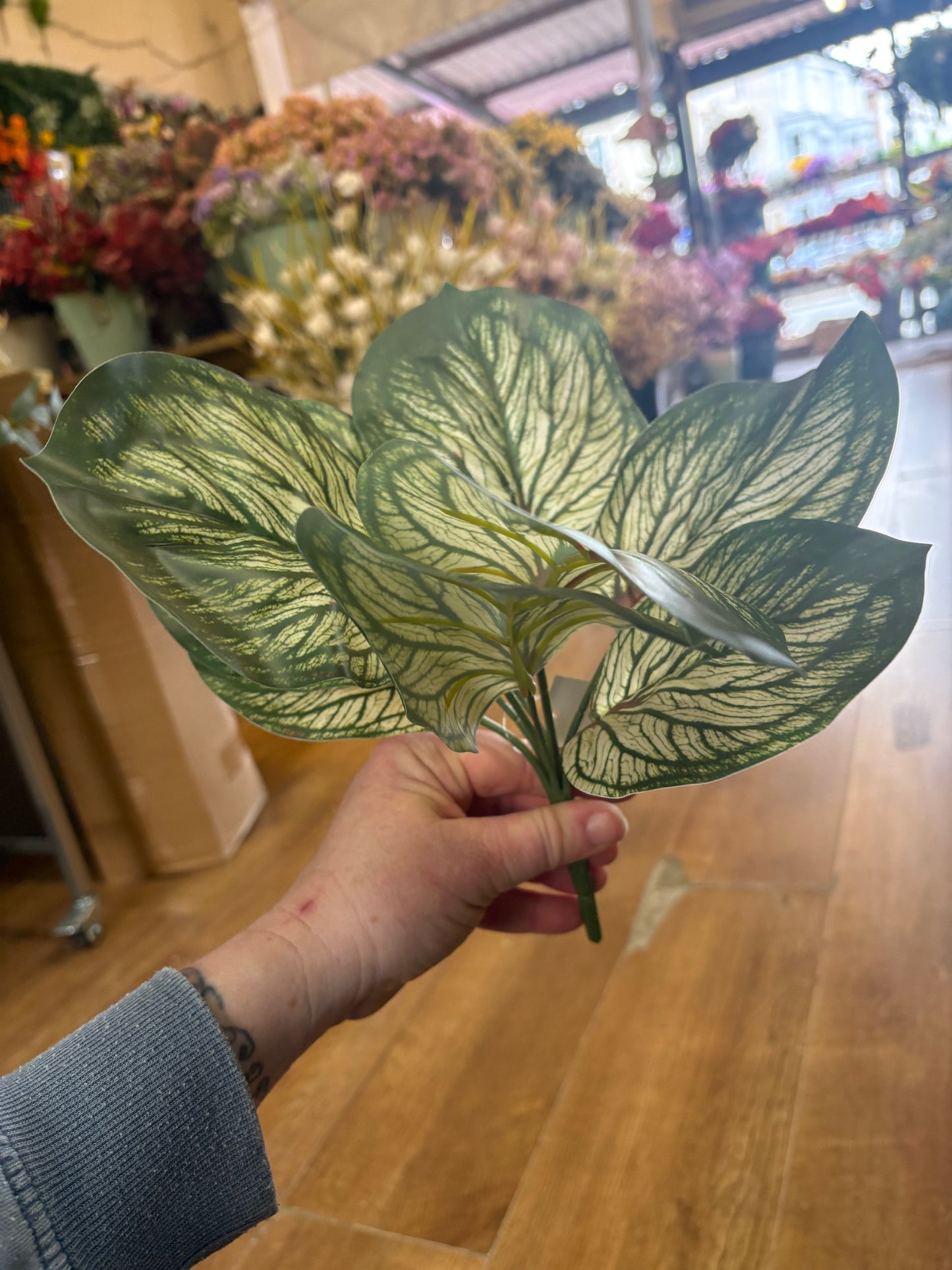 Variegated brunnera leaf bunch