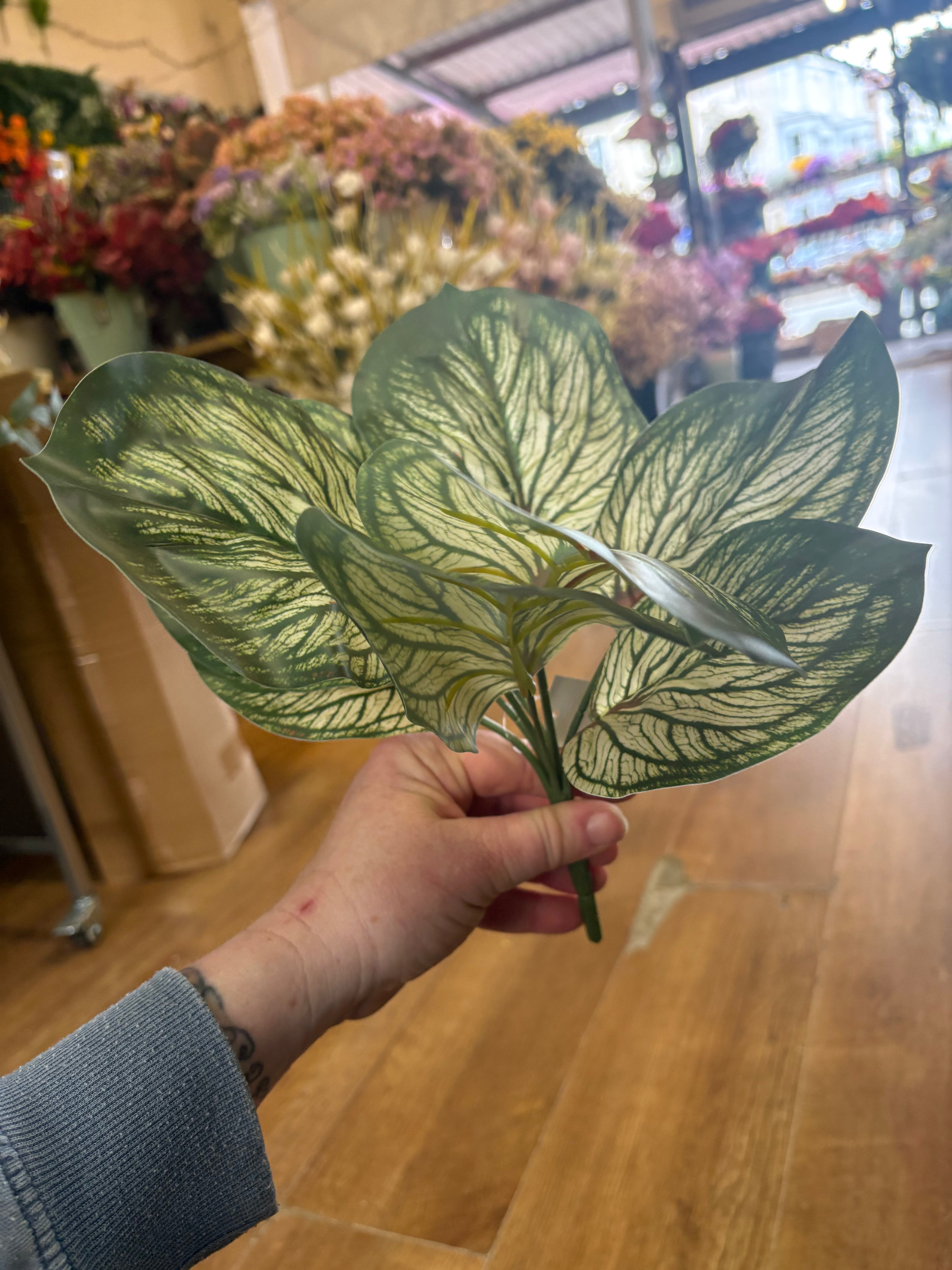 Variegated brunnera leaf bunch