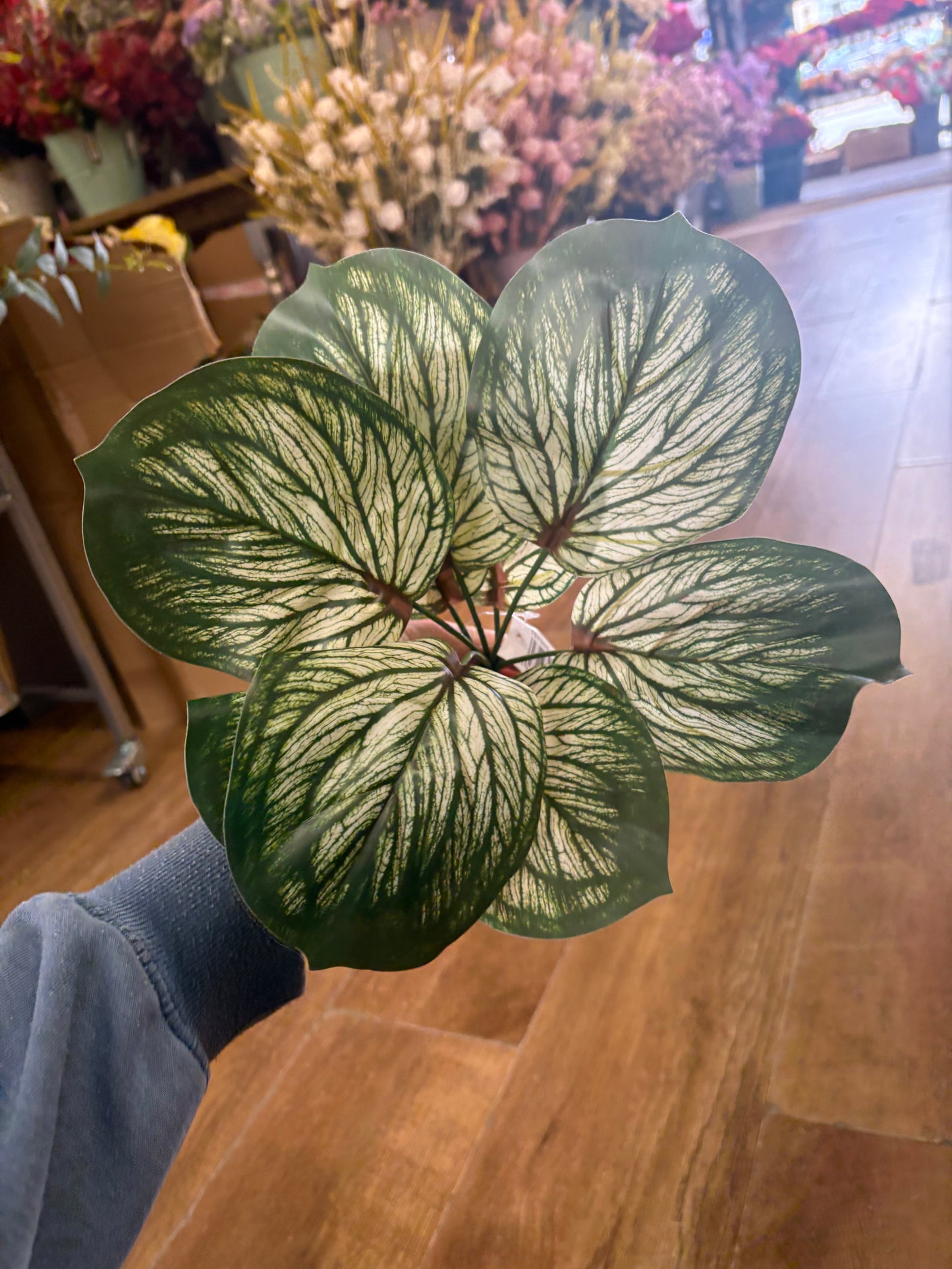 Variegated brunnera leaf bunch
