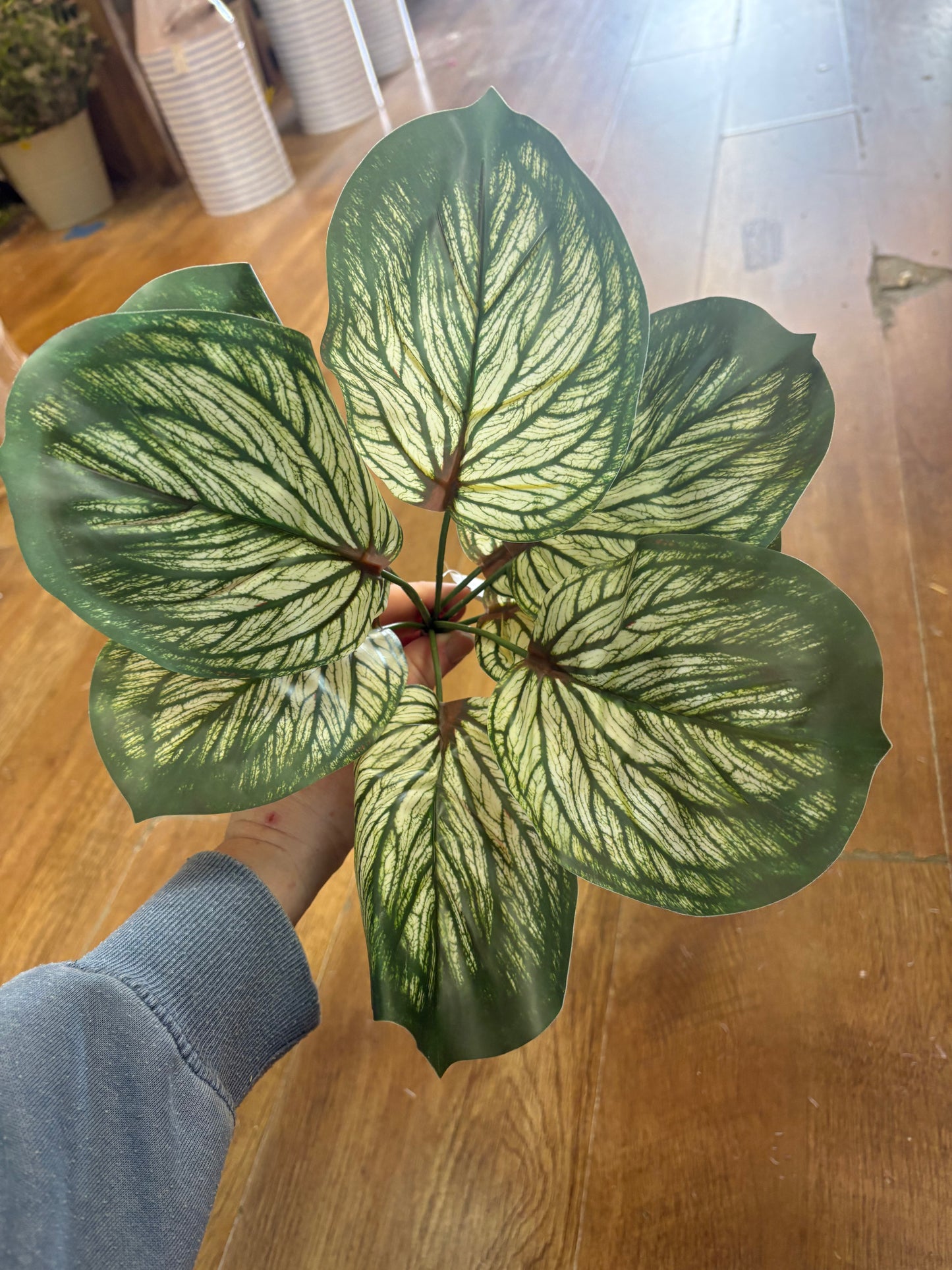 Variegated brunnera leaf bunch