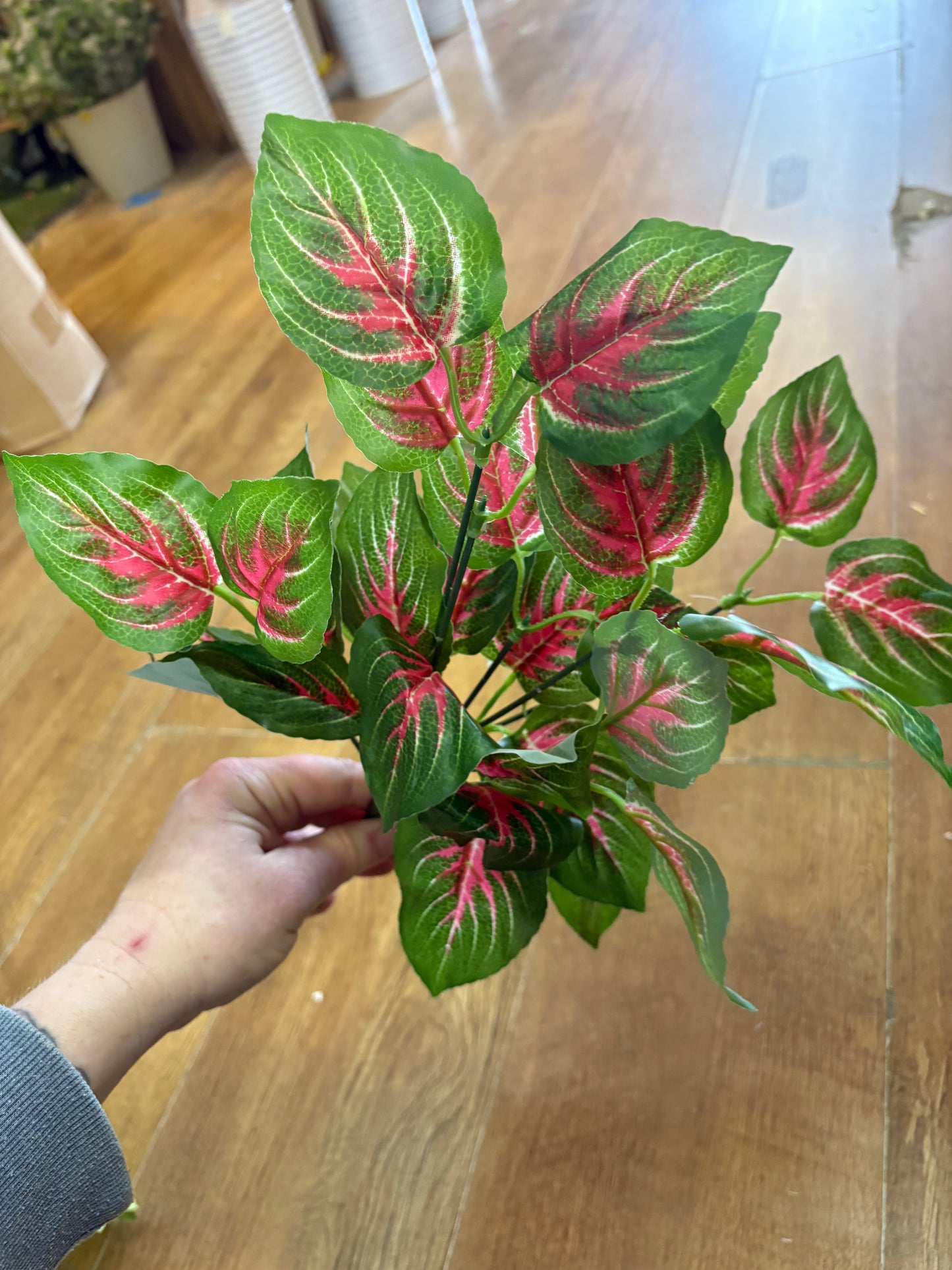 Pink and green Veined daghara bunch