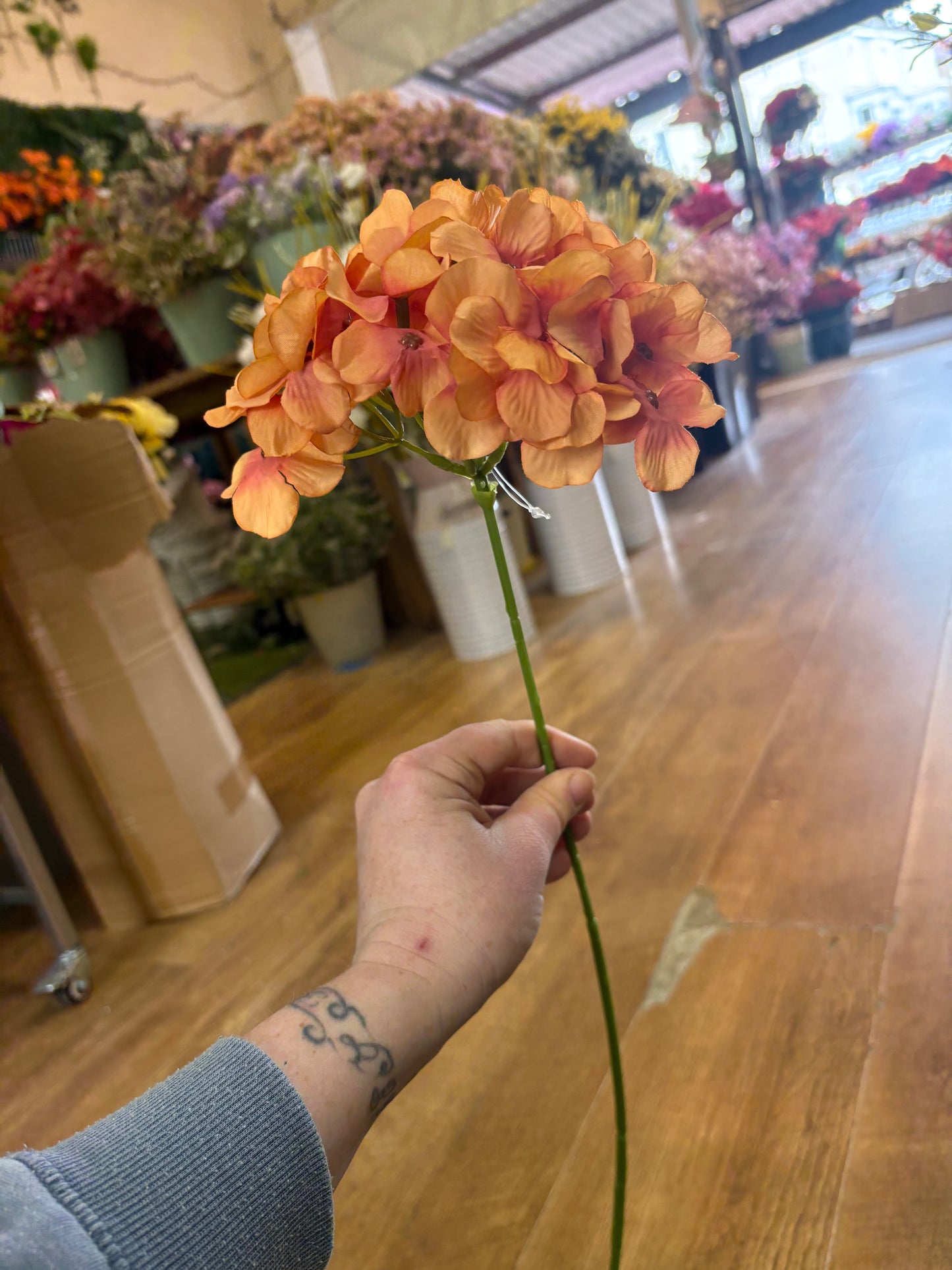Long stem single burnt orange hydrangea