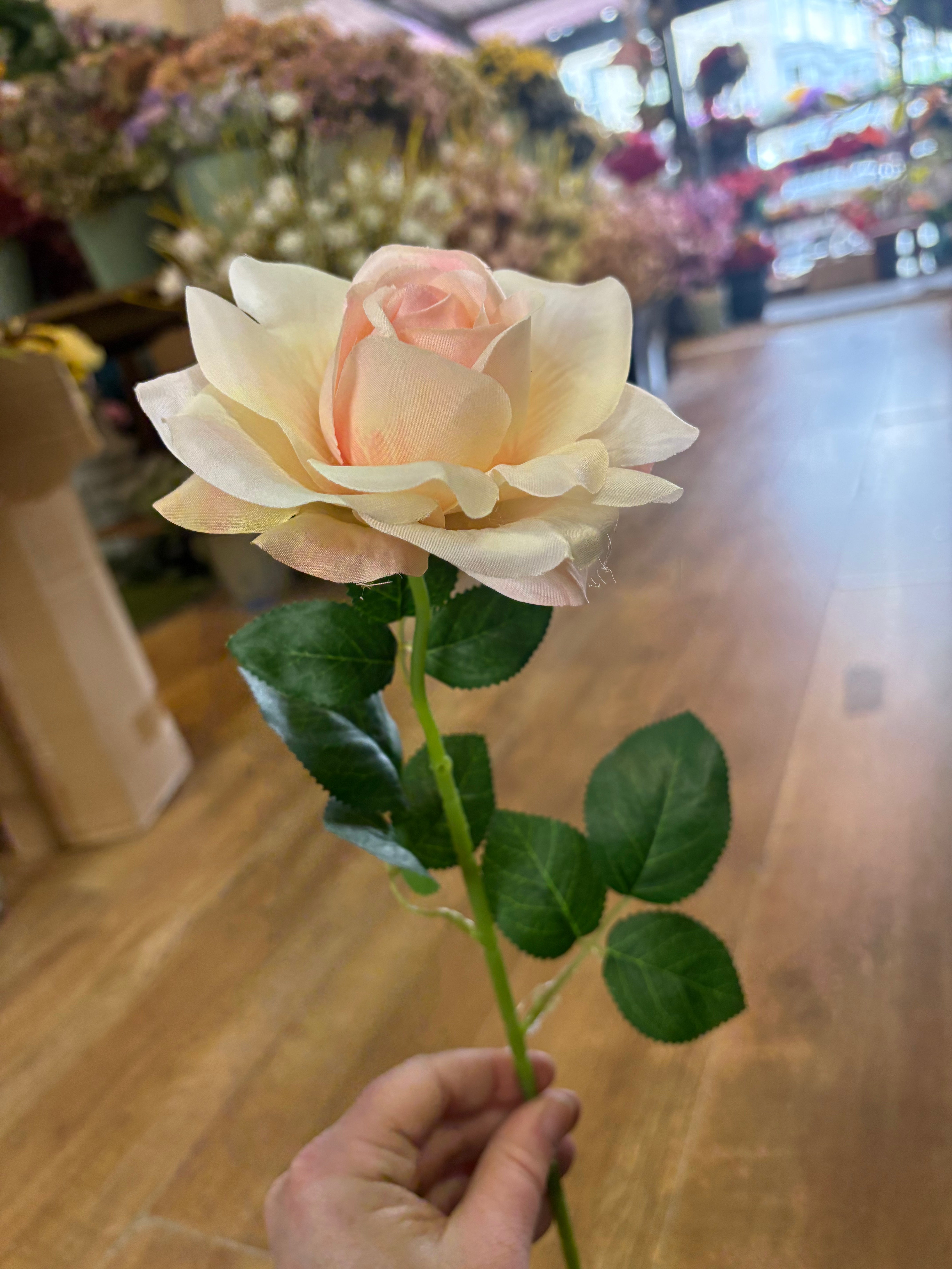 Single pale pink and cream Esme rose