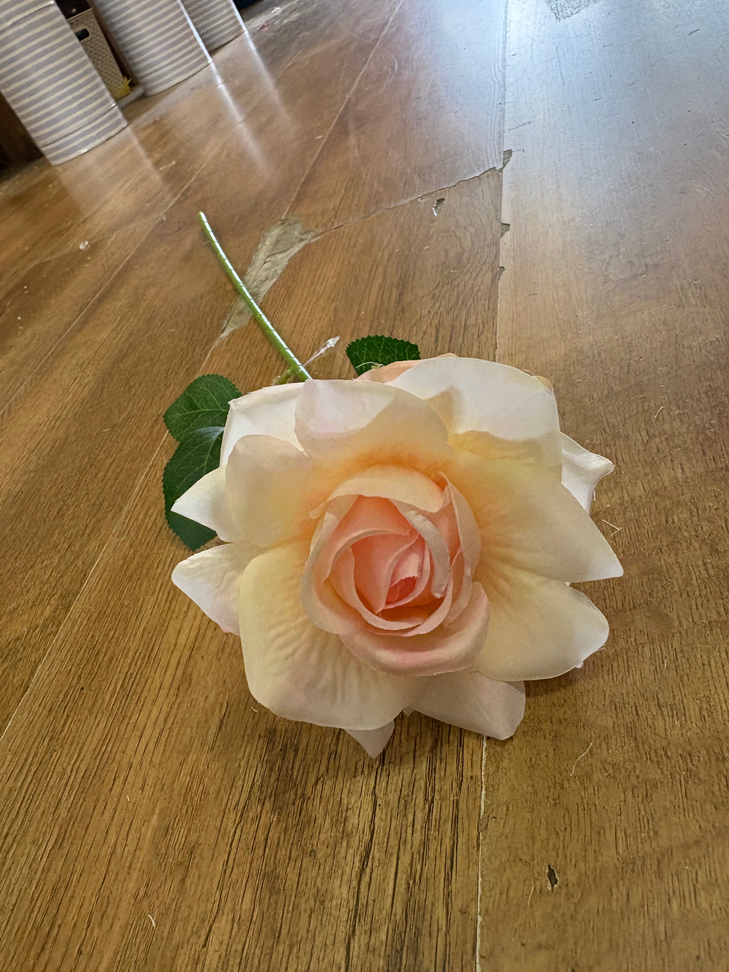 Single pale pink and cream Esme rose