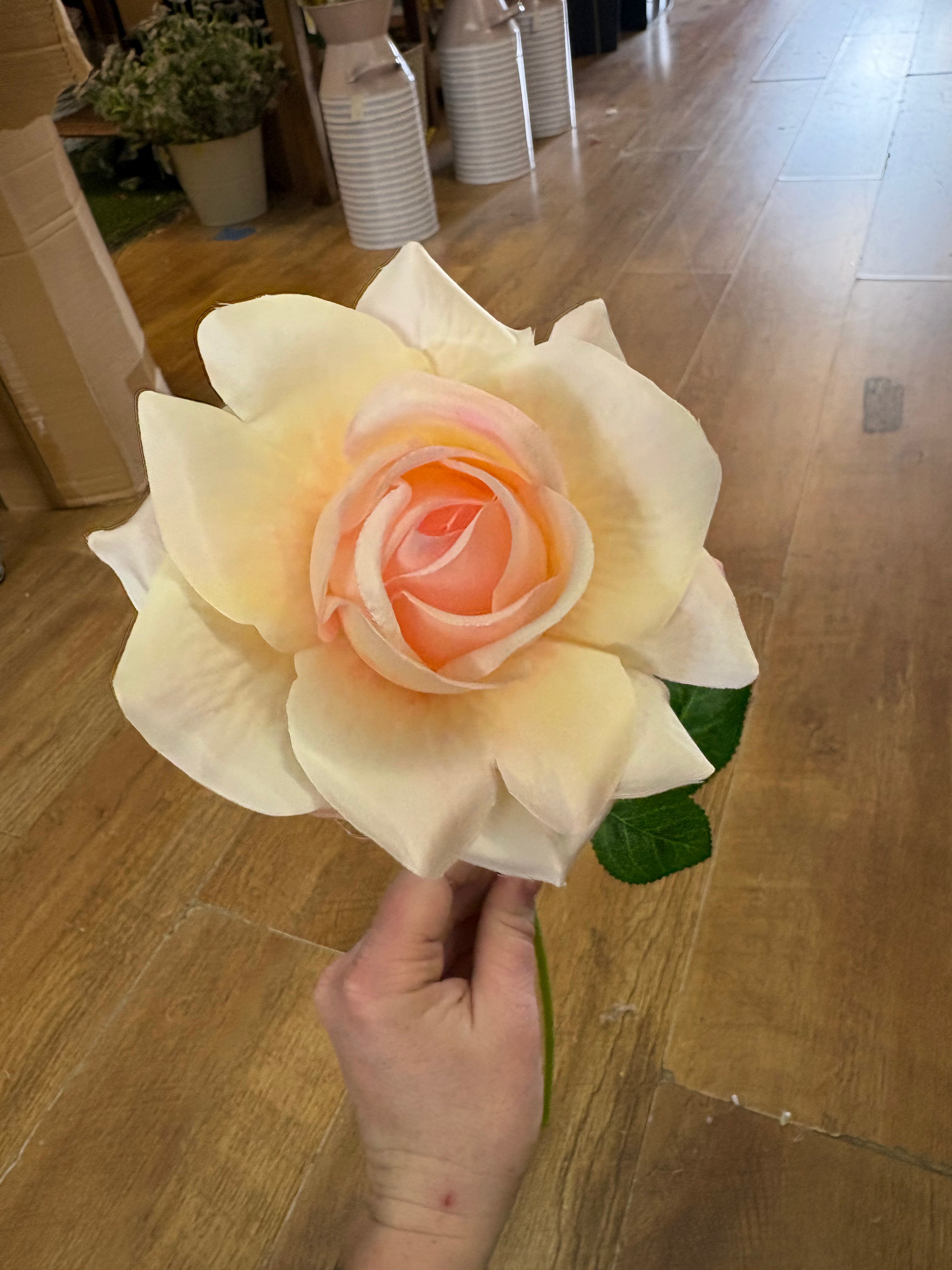 Single pale pink and cream Esme rose