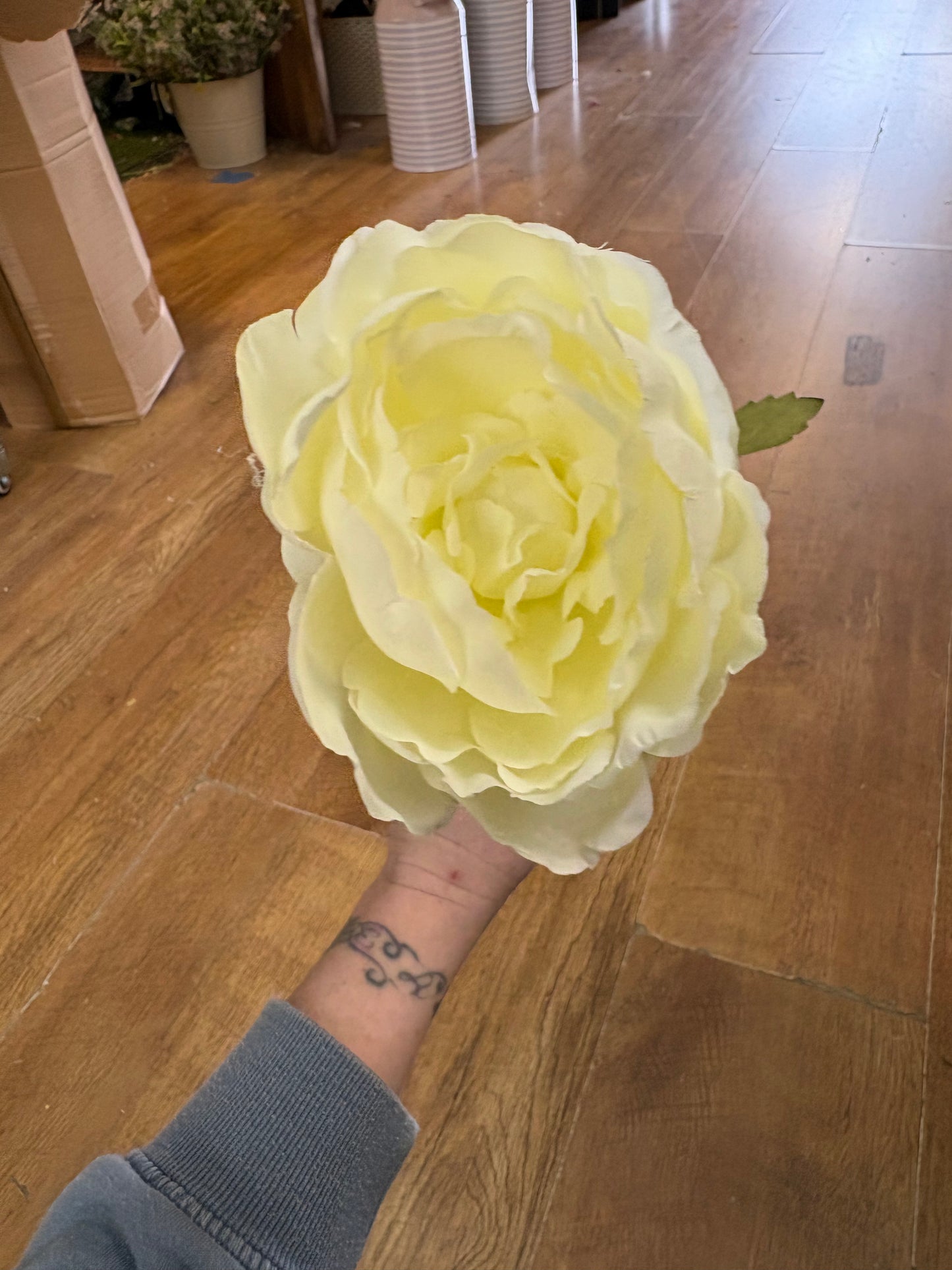 Cream Lola peony stem