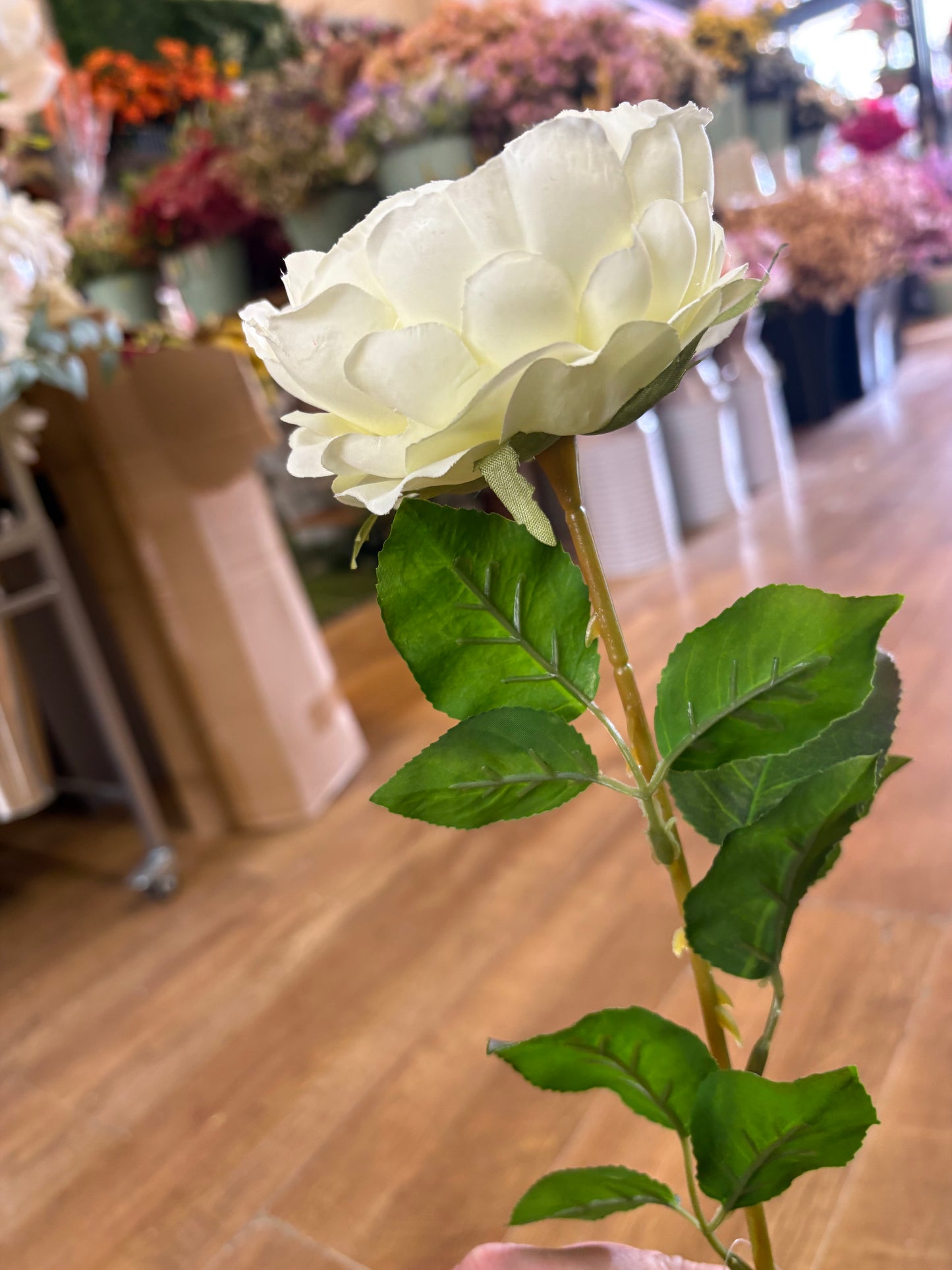 Cream Lola peony stem