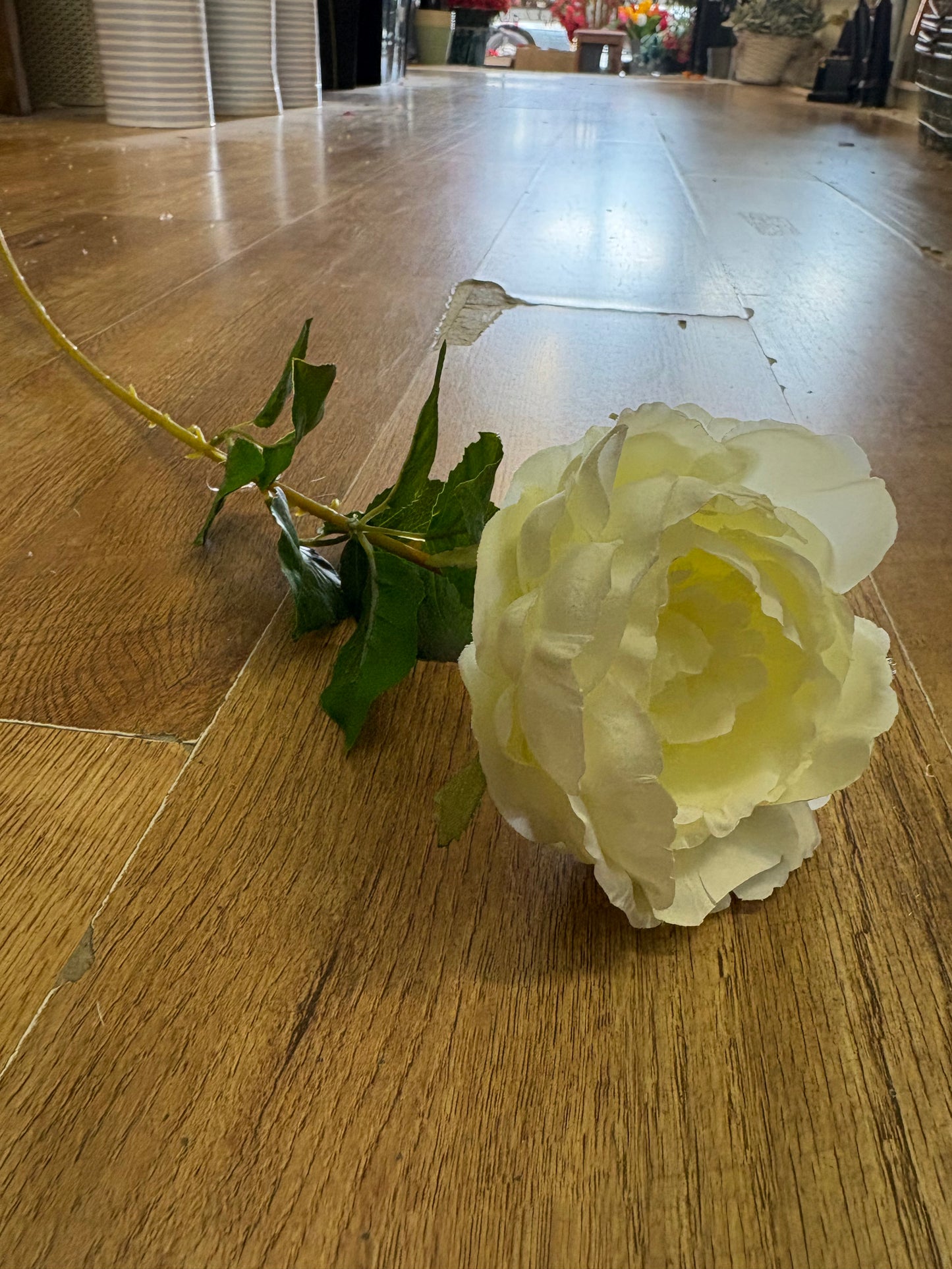 Cream Lola peony stem