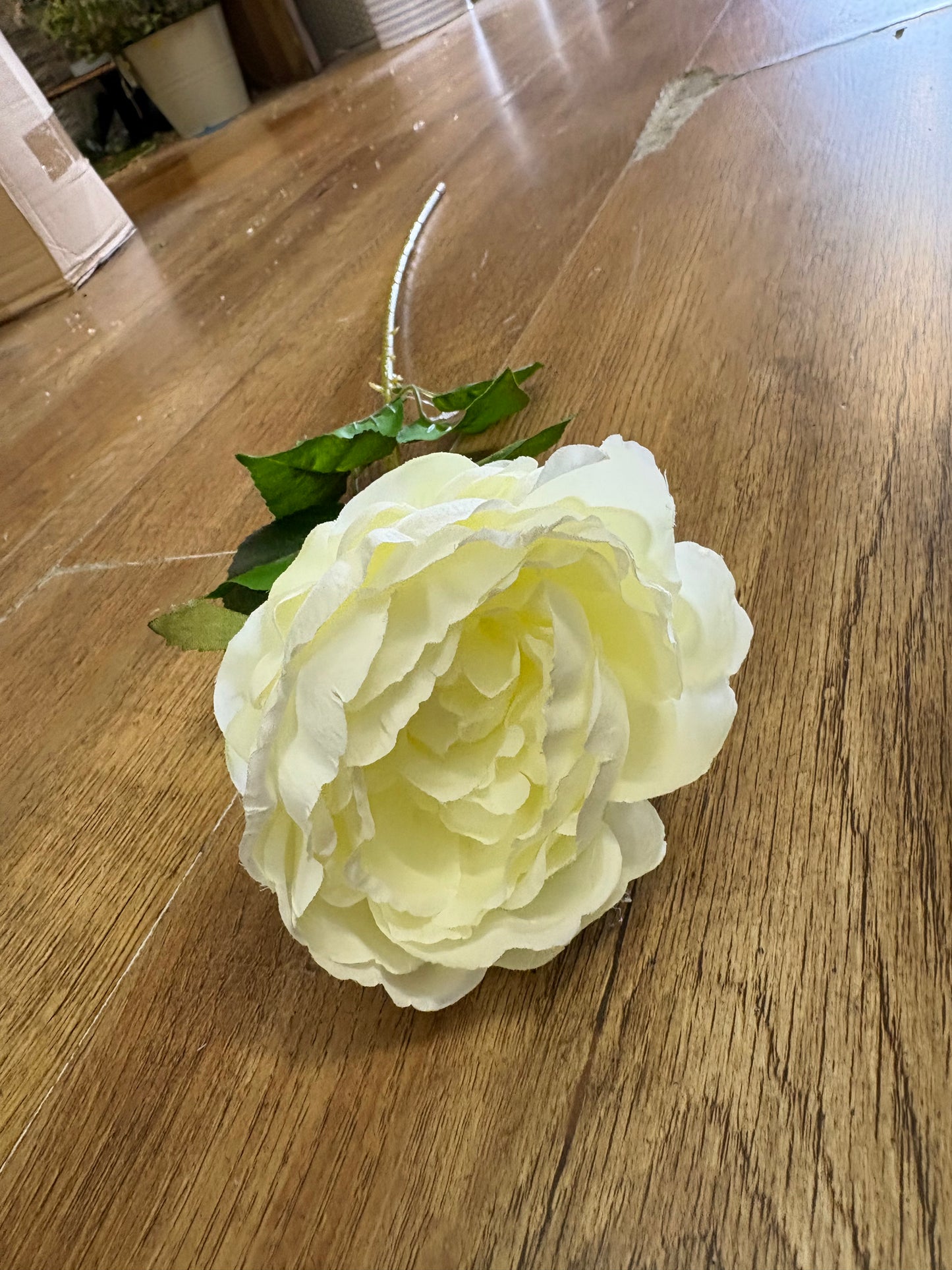 Cream Lola peony stem