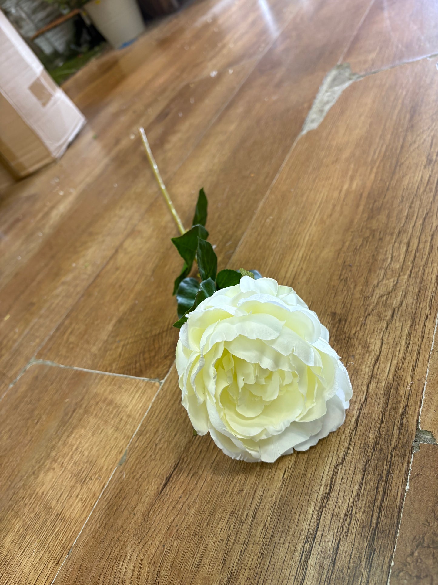 Cream Lola peony stem